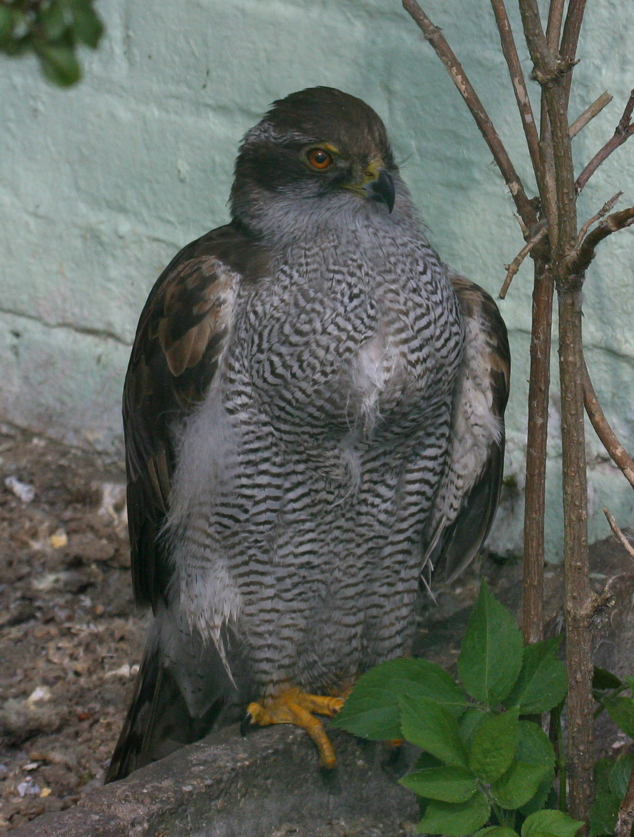 bondree_apivore_-_pernis_apivorus1md