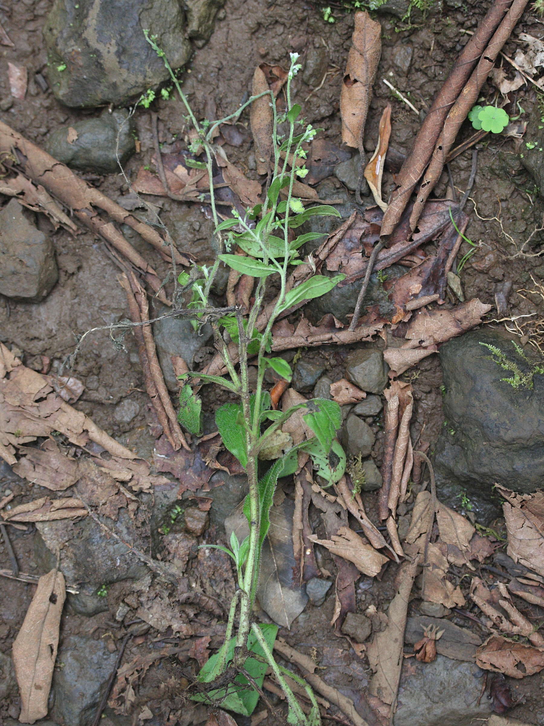 bothriospermum_zeylanicum1md