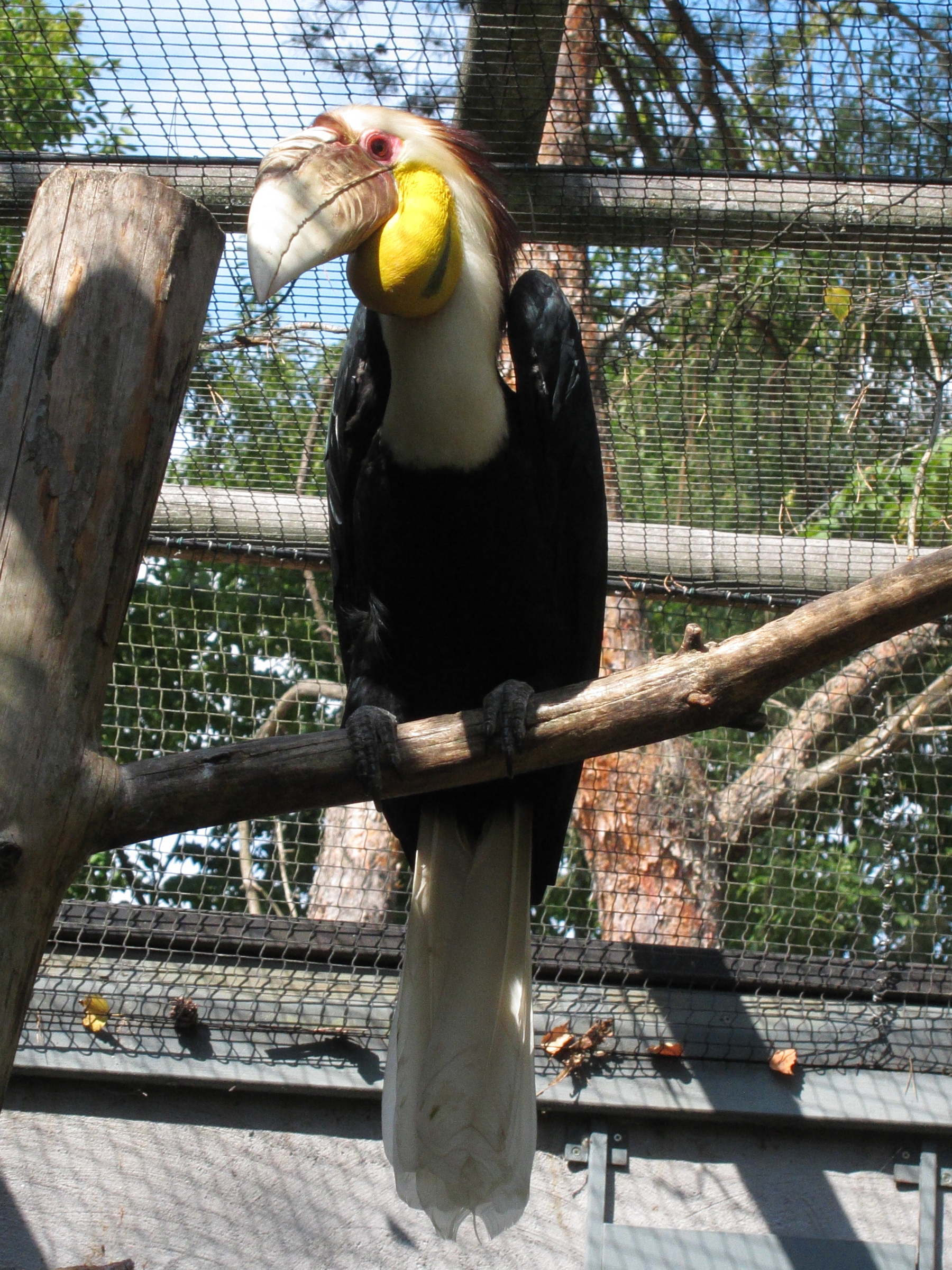 calao_festonne_-_rhyticeros_undulatus3bd