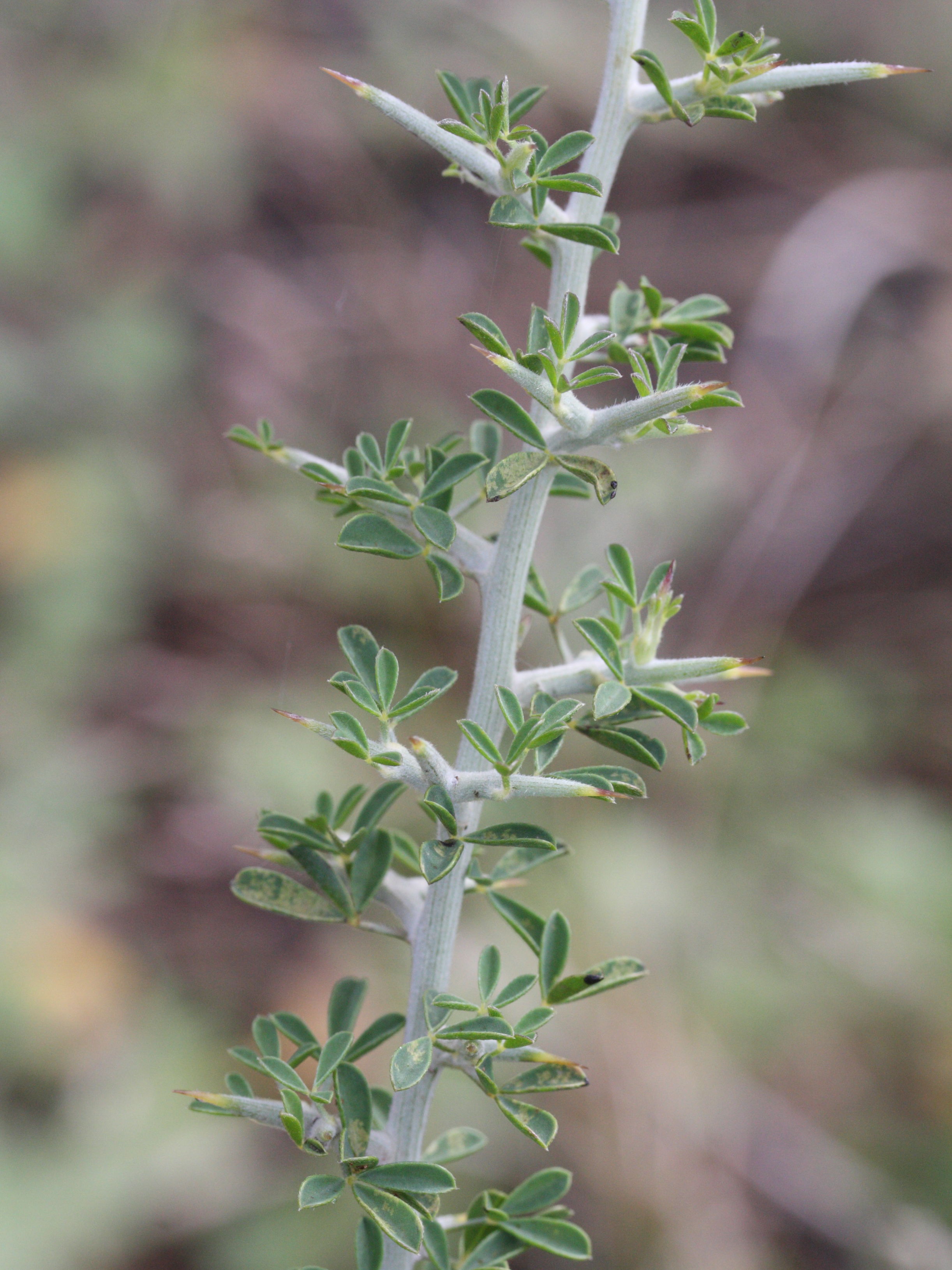 calicotome_villosa4md