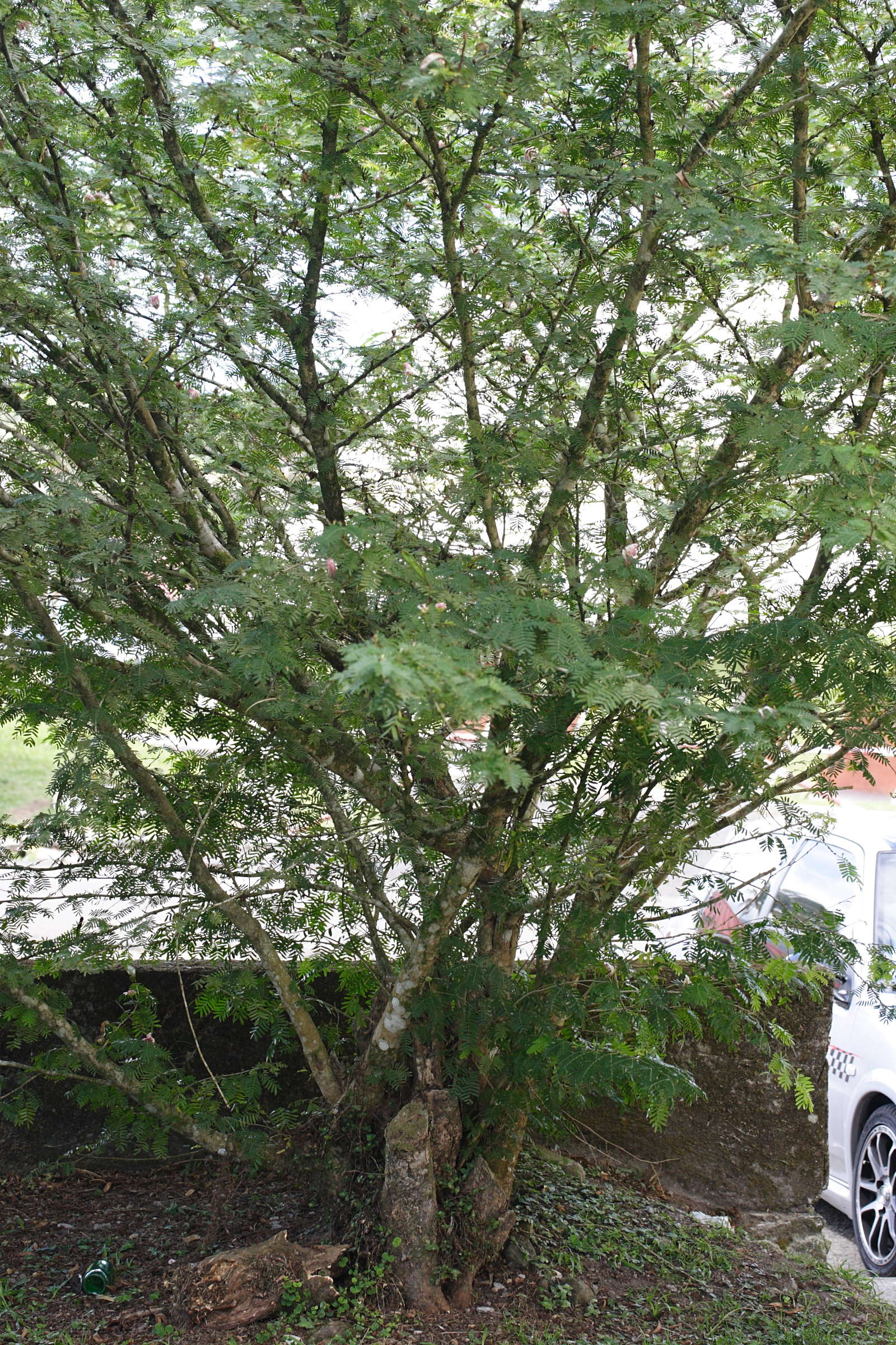 Afficher le média calliandra_surinamensis3md calliandra_surinamensis3md