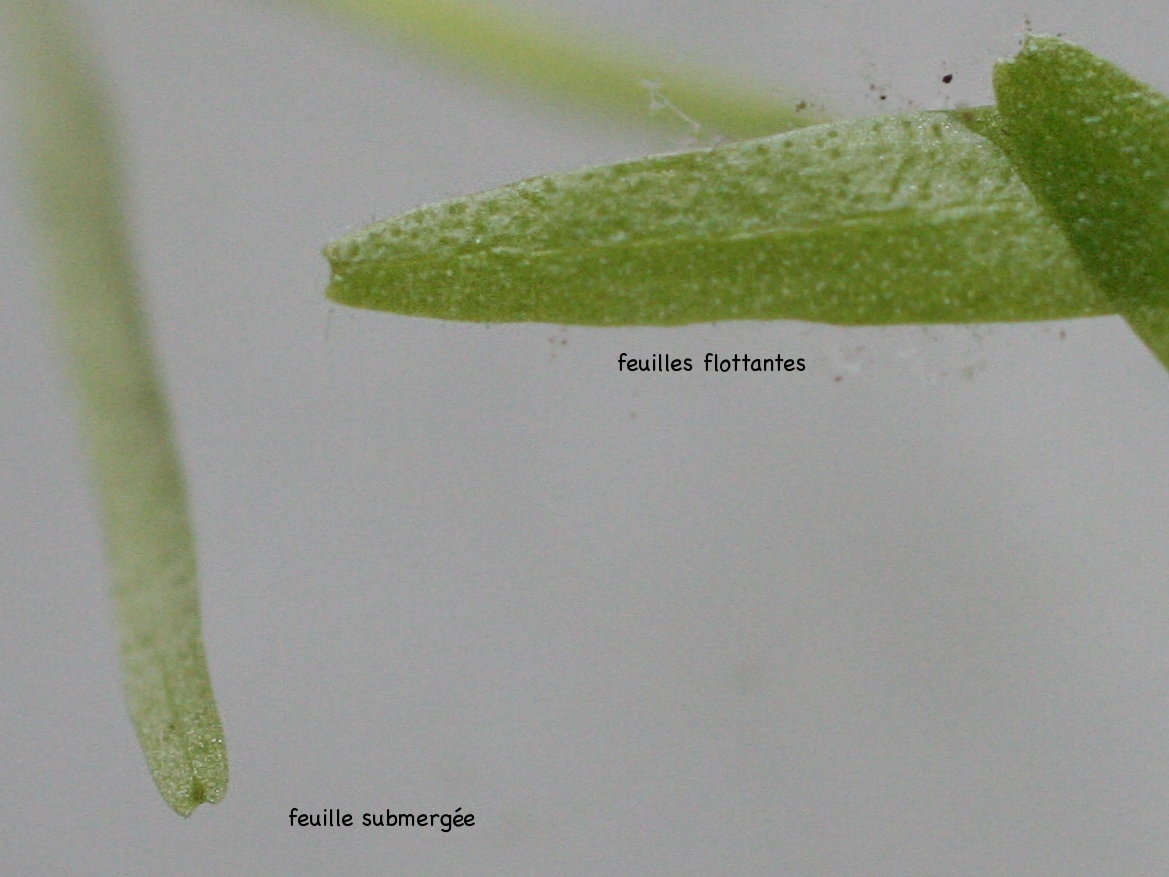 callitriche_hamulata2md