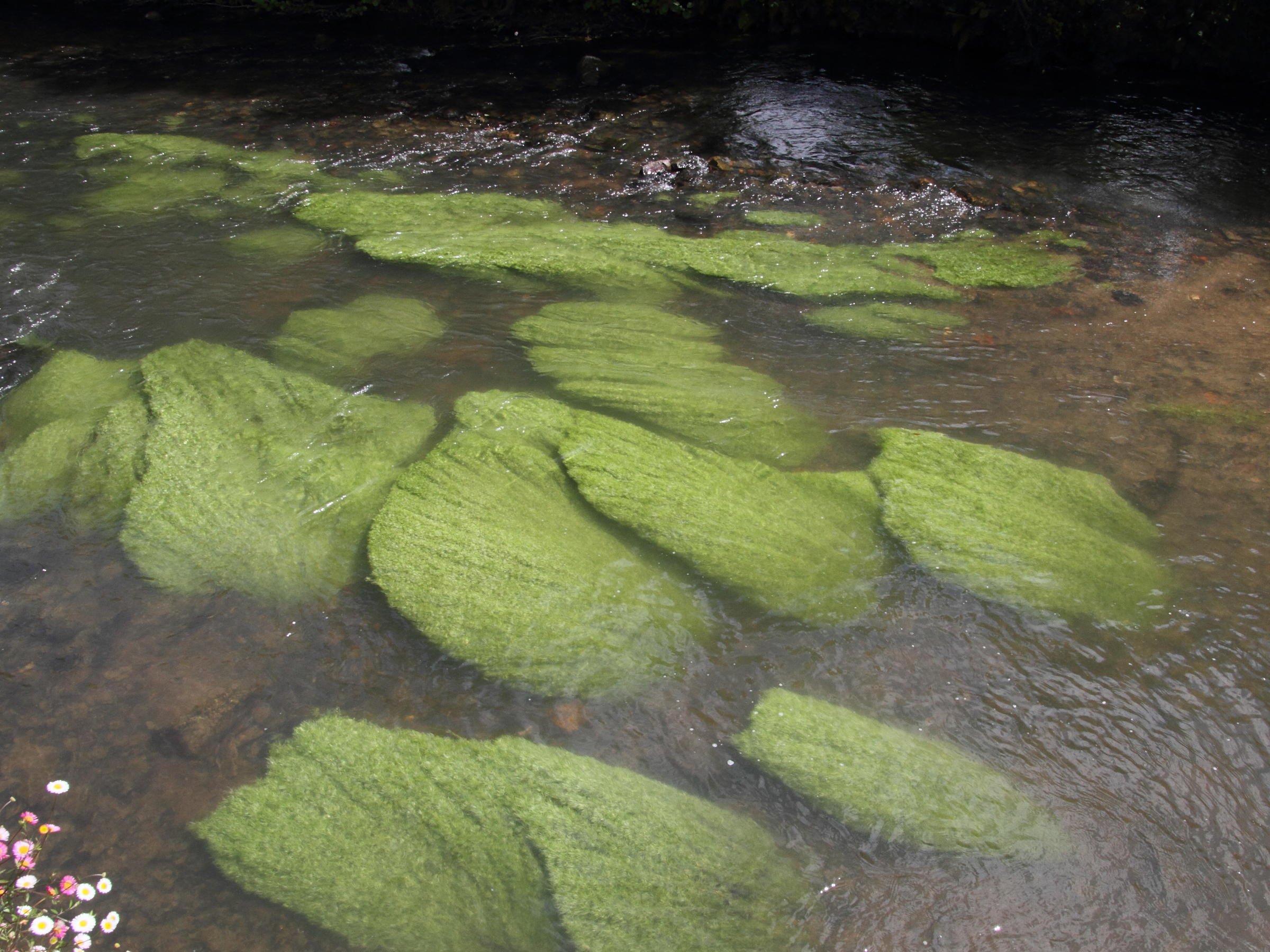 Afficher le média callitriche_obtusangula6md callitriche_obtusangula6md