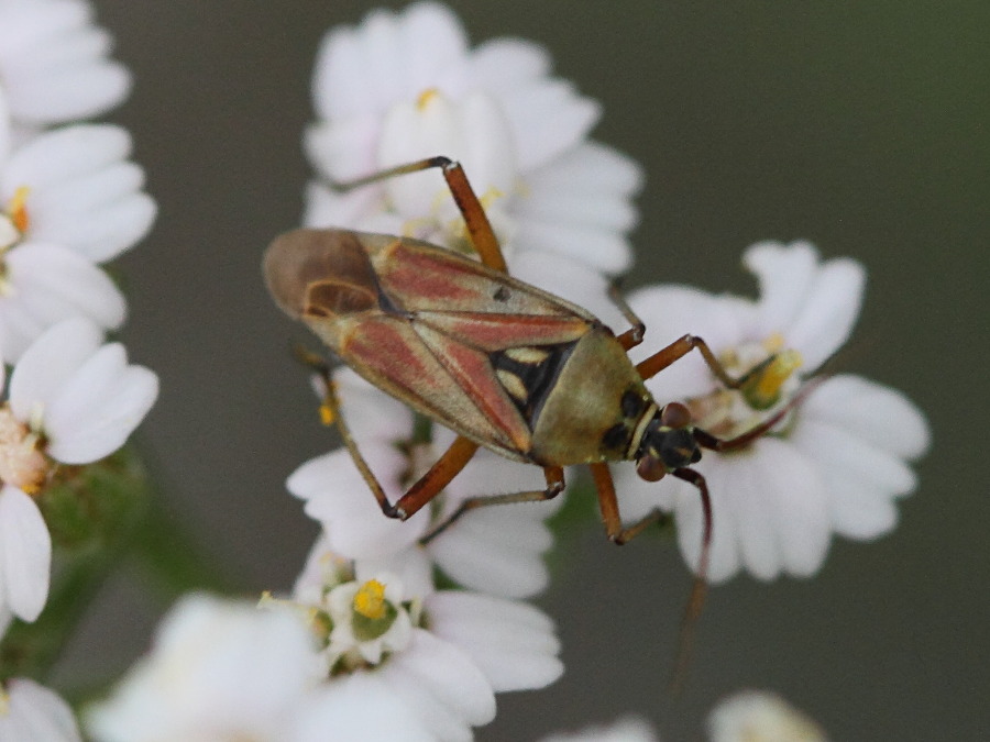 calocoris_roseomaculatus2bd