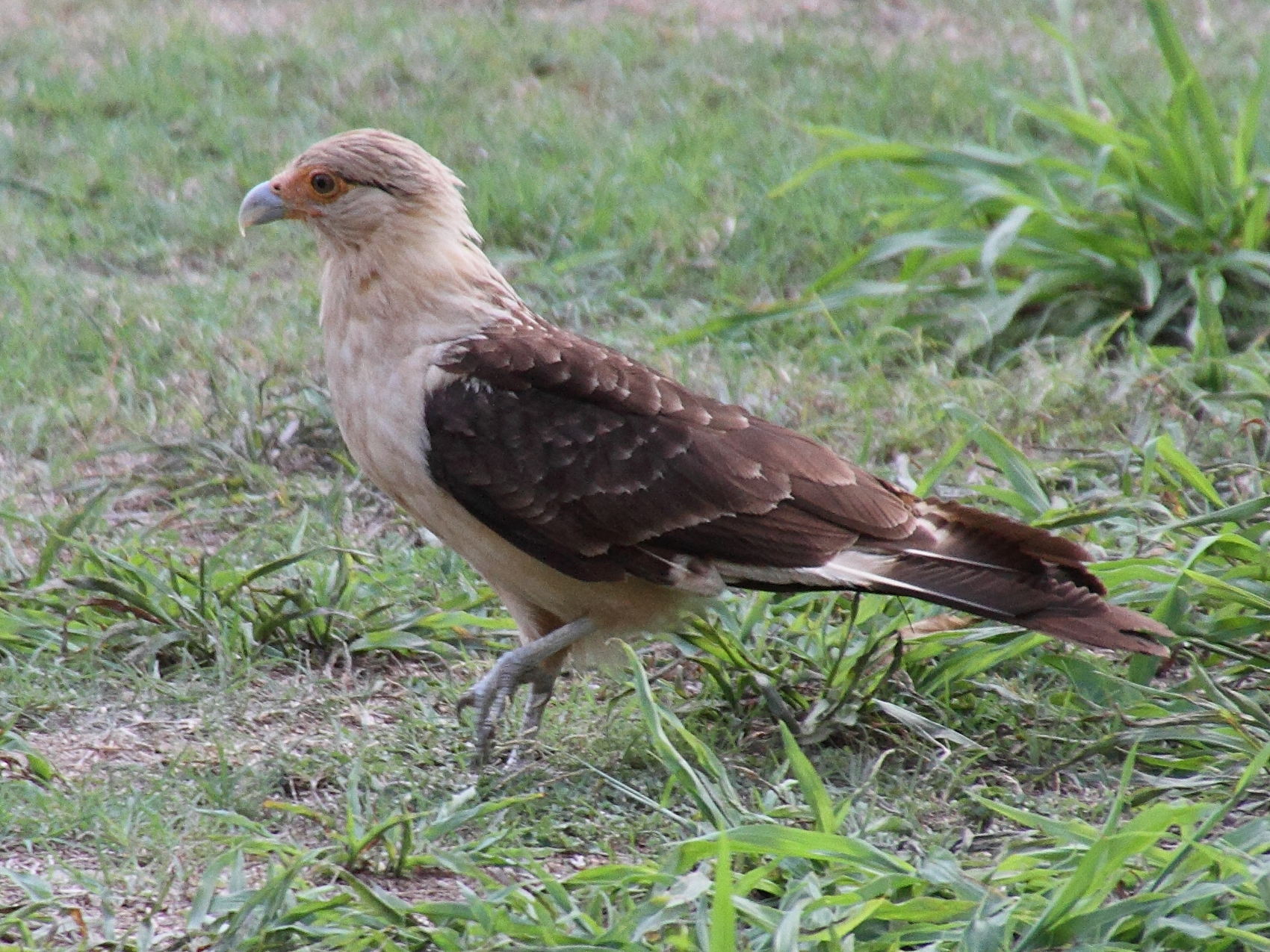 caracara_a_tete_jaune_-_milvago_chimachima1md