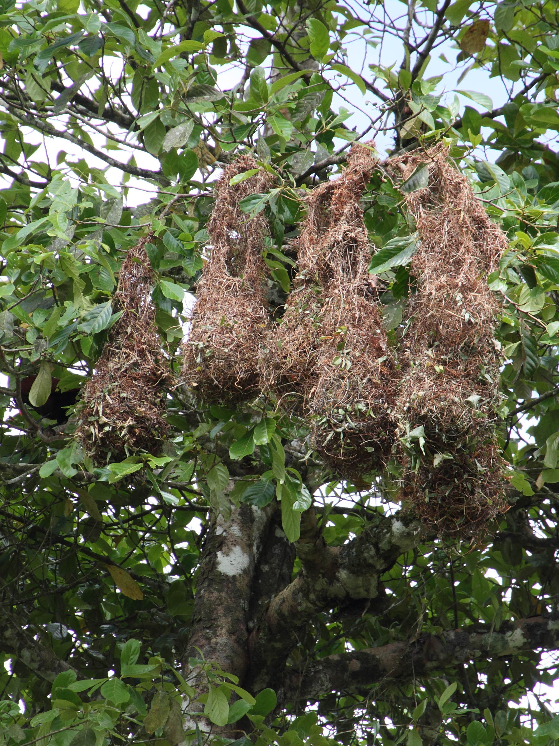 cassique_de_montezuma_-_psarocolius_montezuma6md