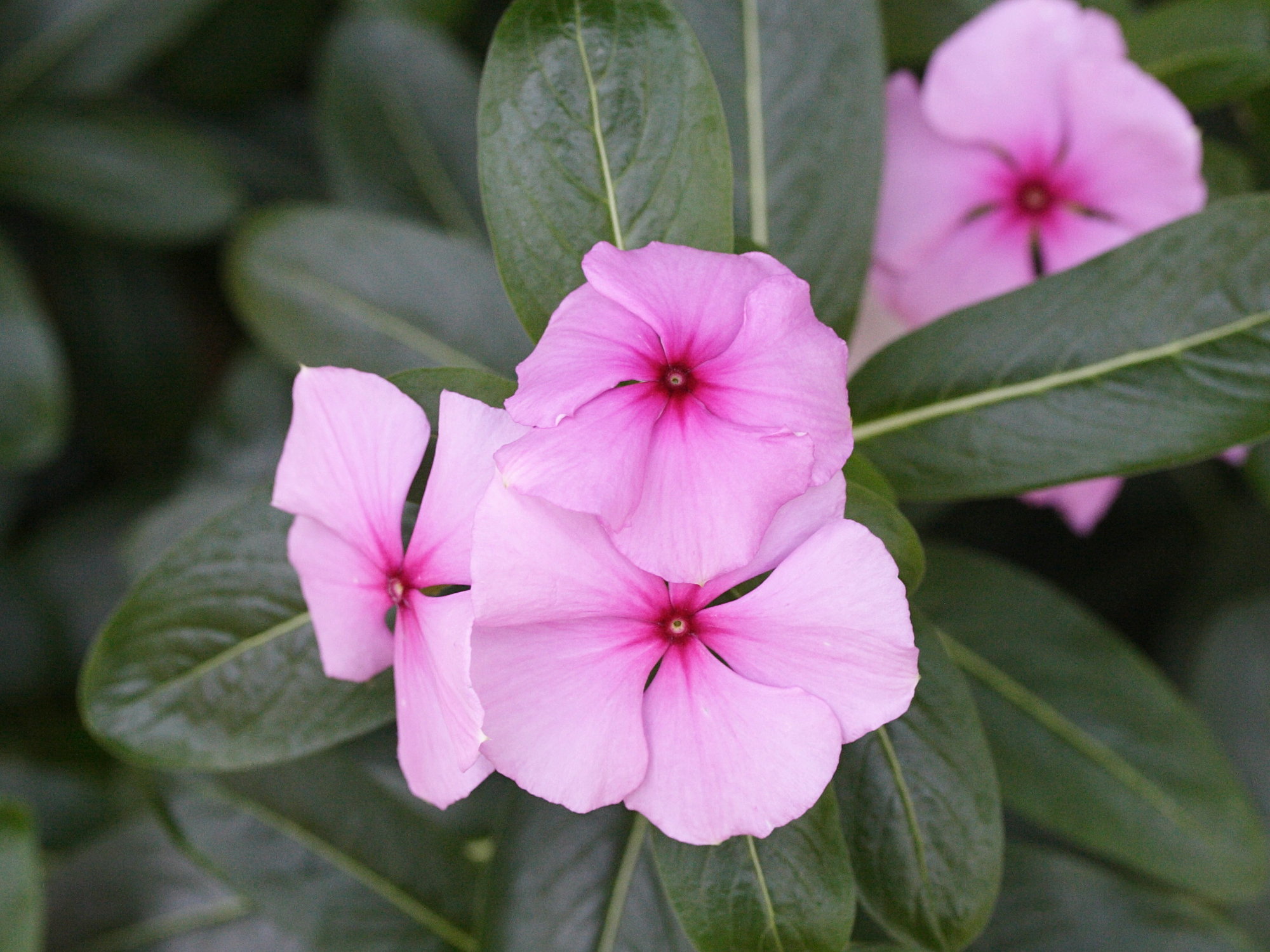 catharanthus_roseus2md