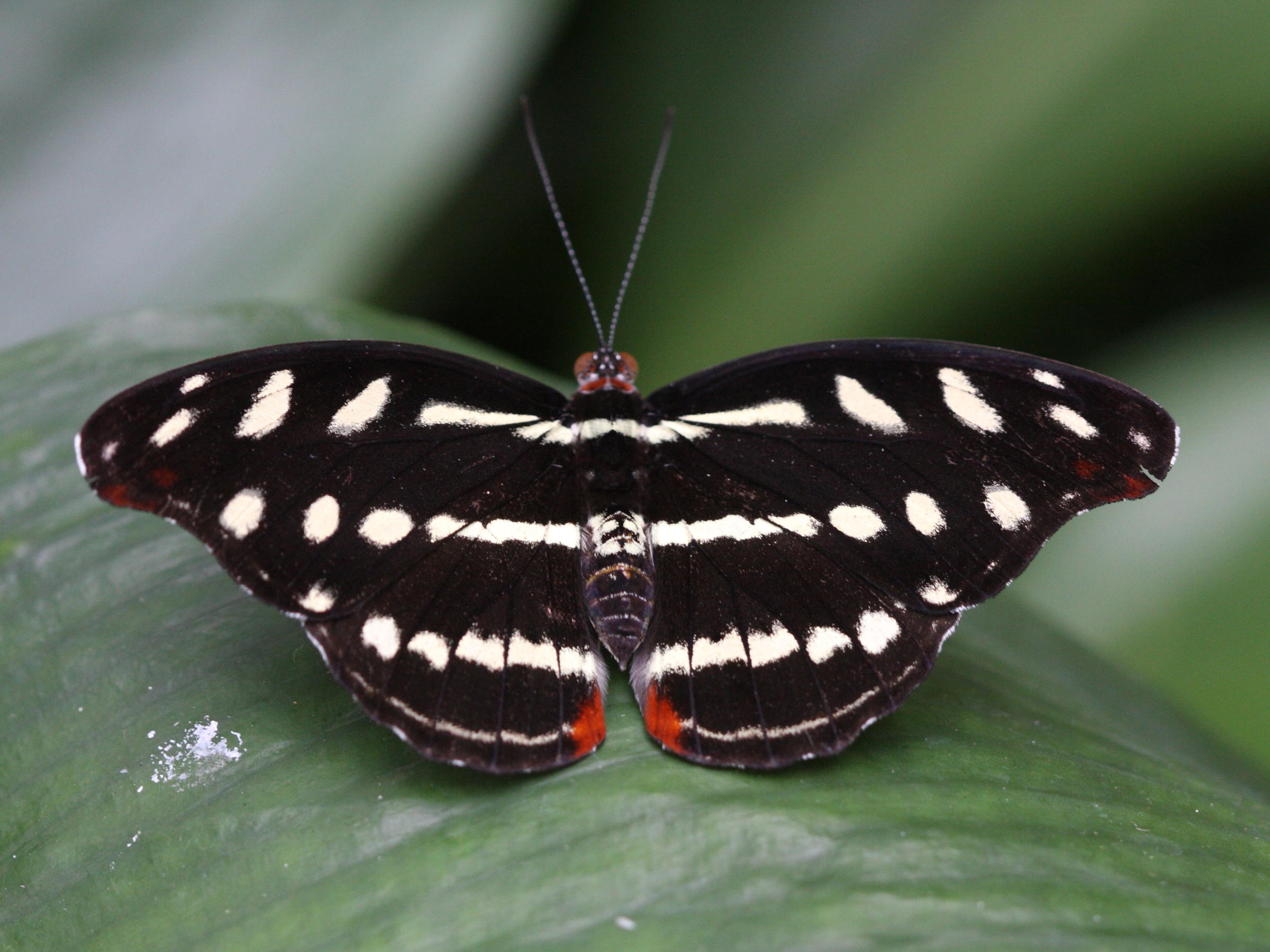 catonephele_orites3bd