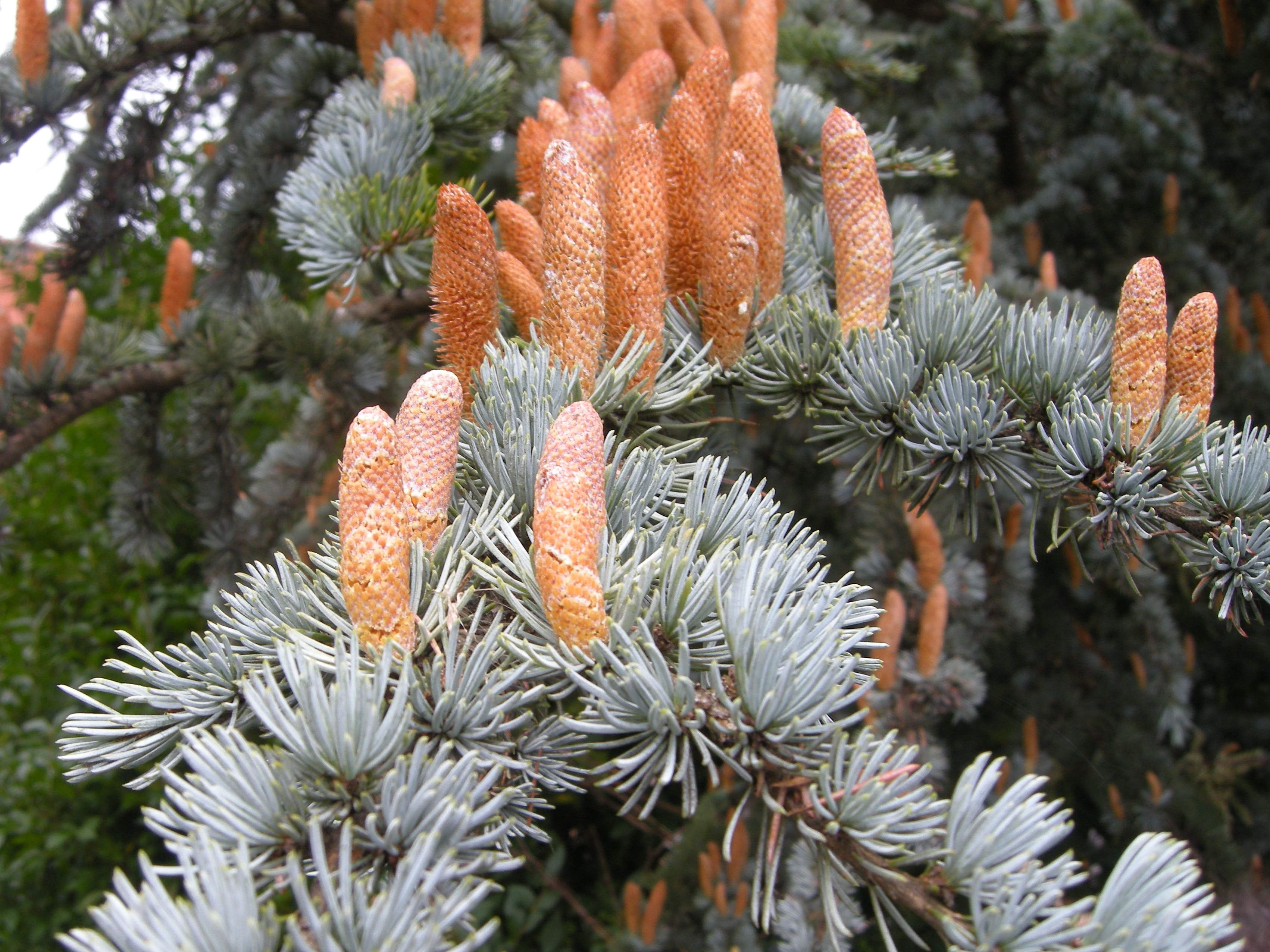 cedrus_atlantica5bmd