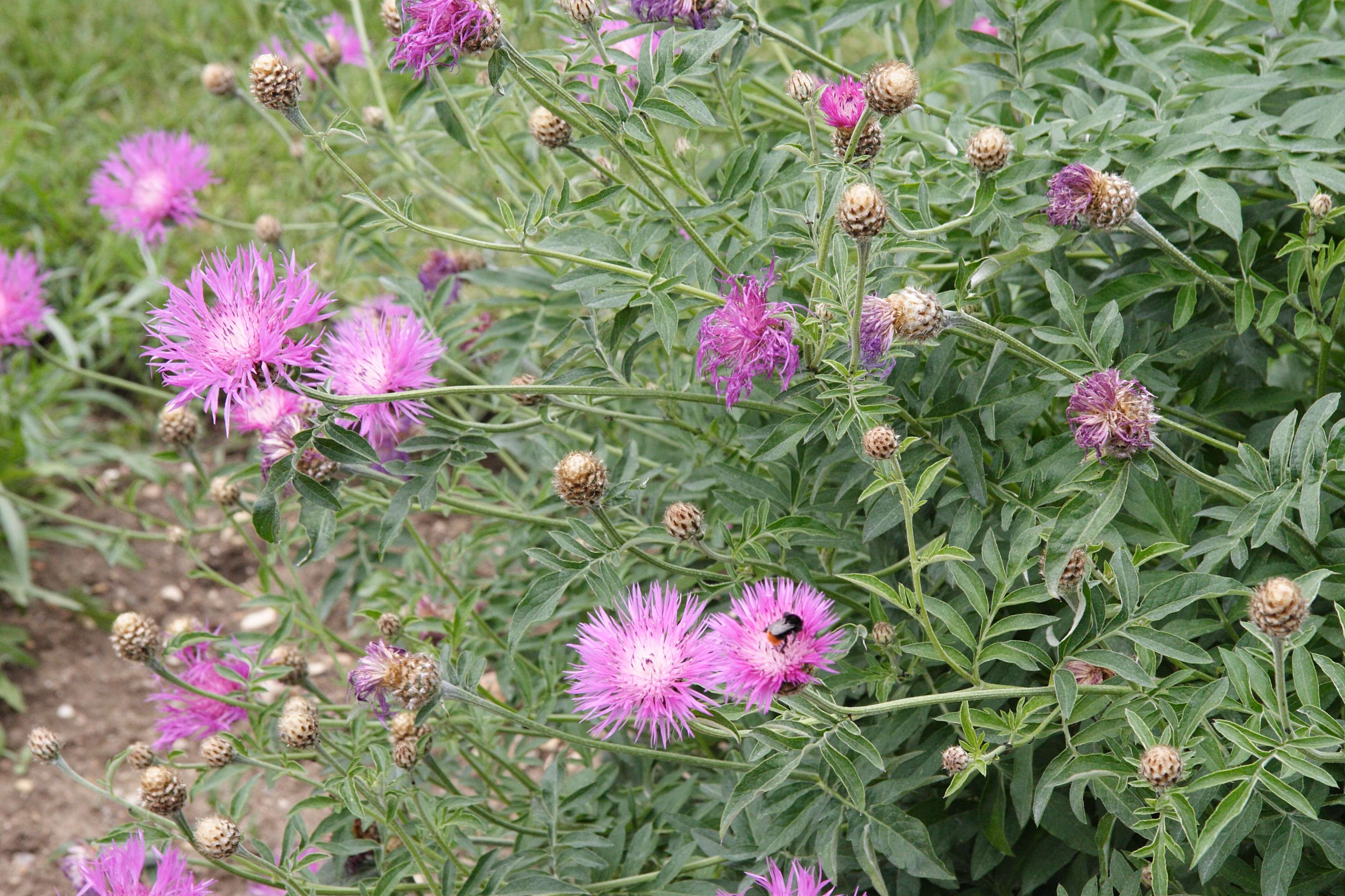 Afficher le média centaurea_dealbata1md centaurea_dealbata1md