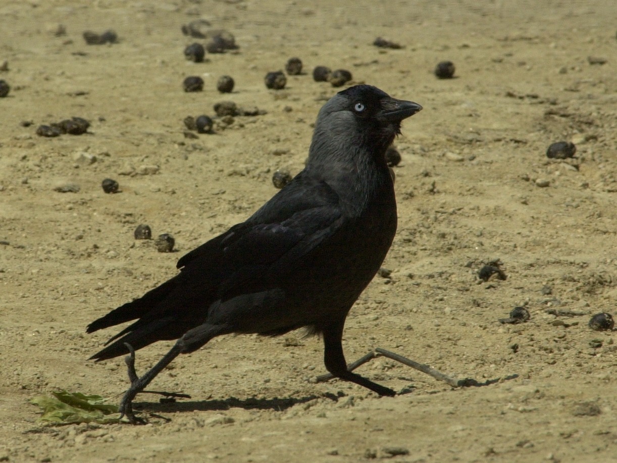 choucas_des_tours_-_corvus_monedula4md