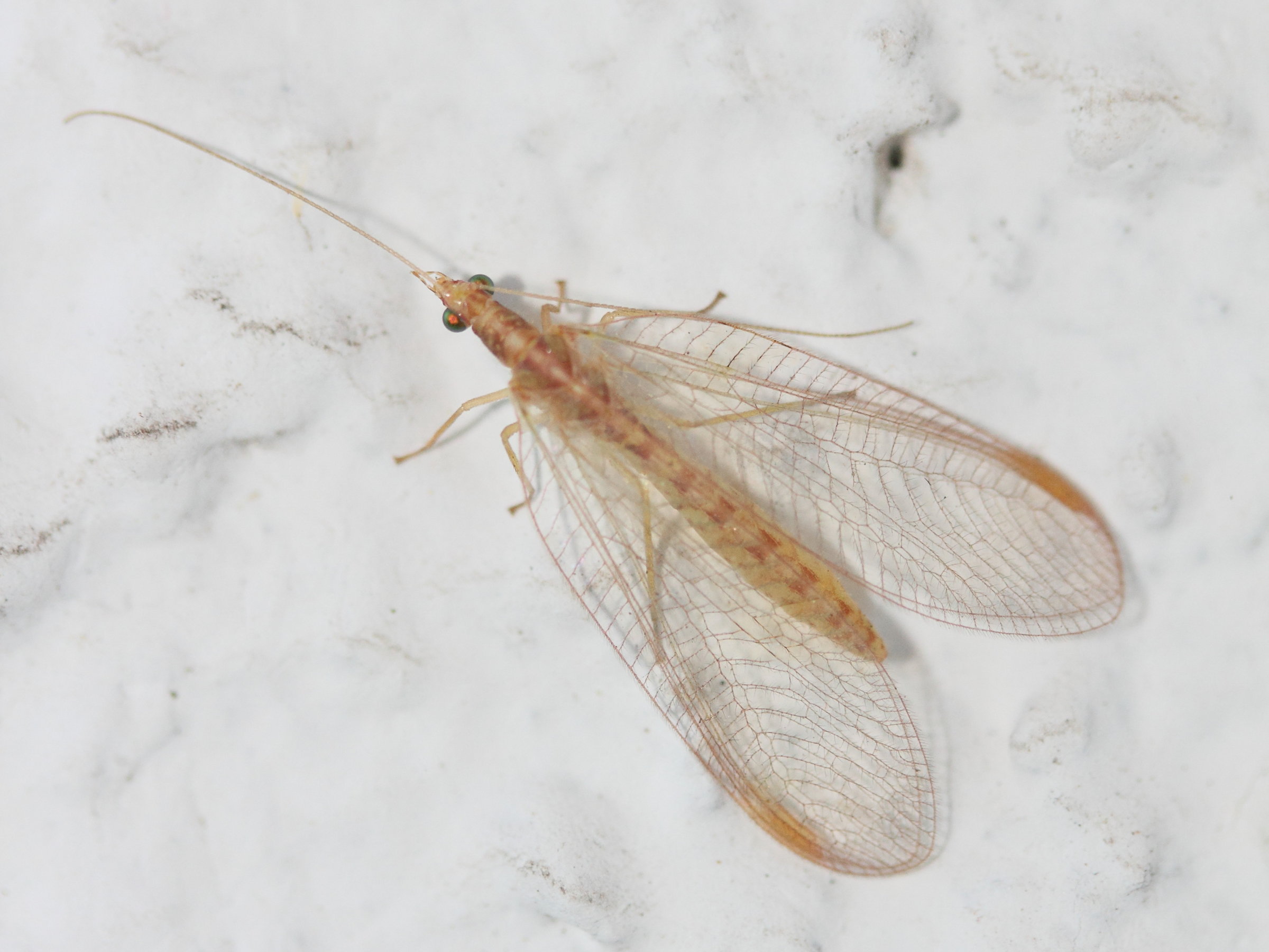 Afficher le média chrysoperla_carnea3md chrysoperla_carnea3md