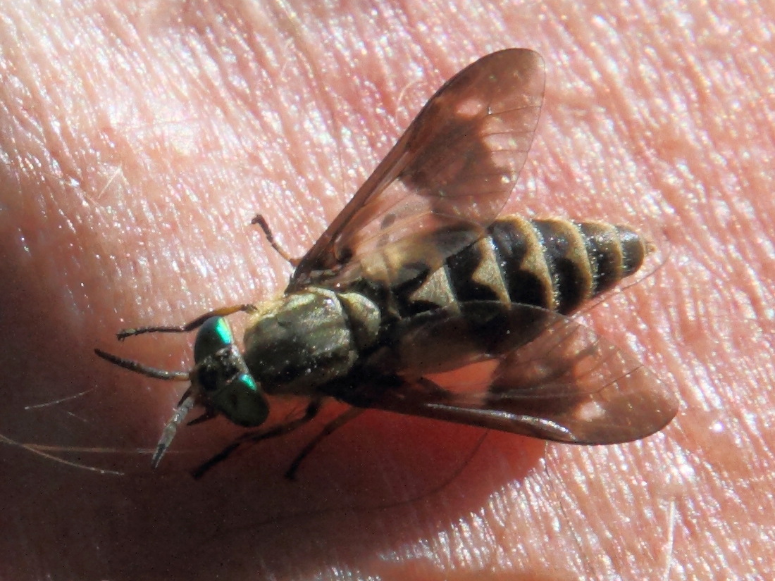 chrysops_relictus1md