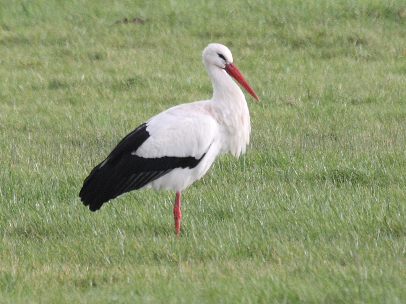 cigogne_blanche_-_ciconia_ciconia4md