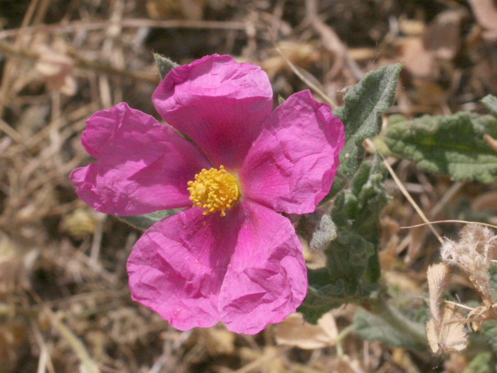 cistus_albidus3md