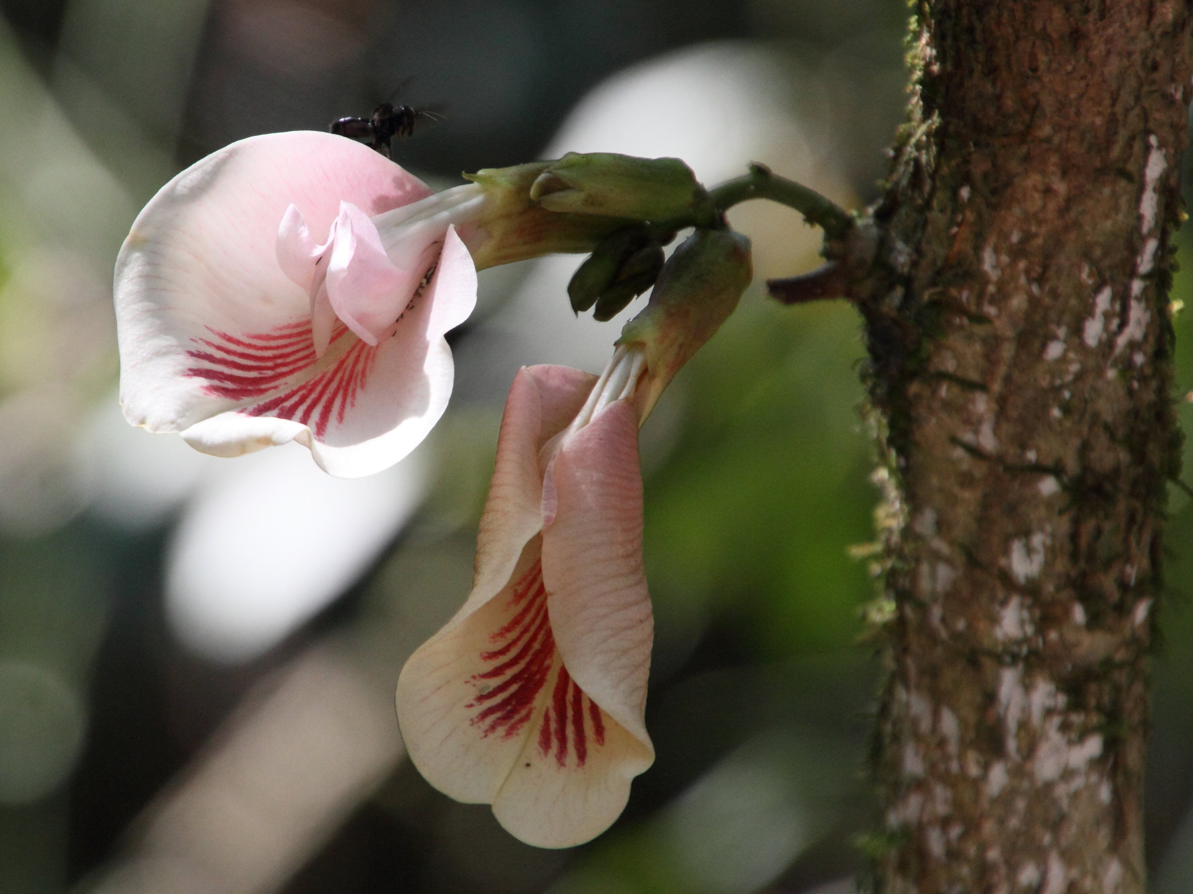 clitoria_arborescens2md
