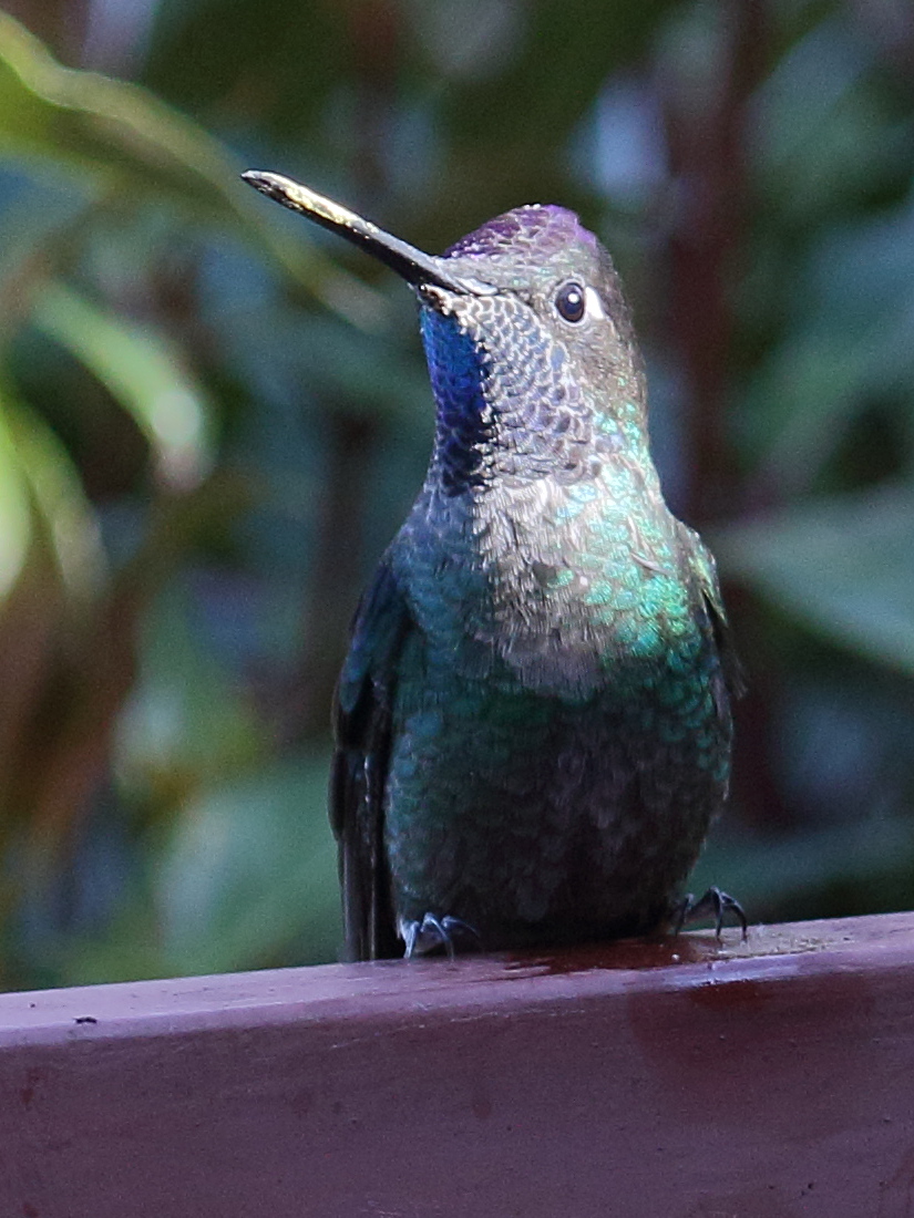 colibri_de_talamanca_-_eugenes_spectabilis3bd
