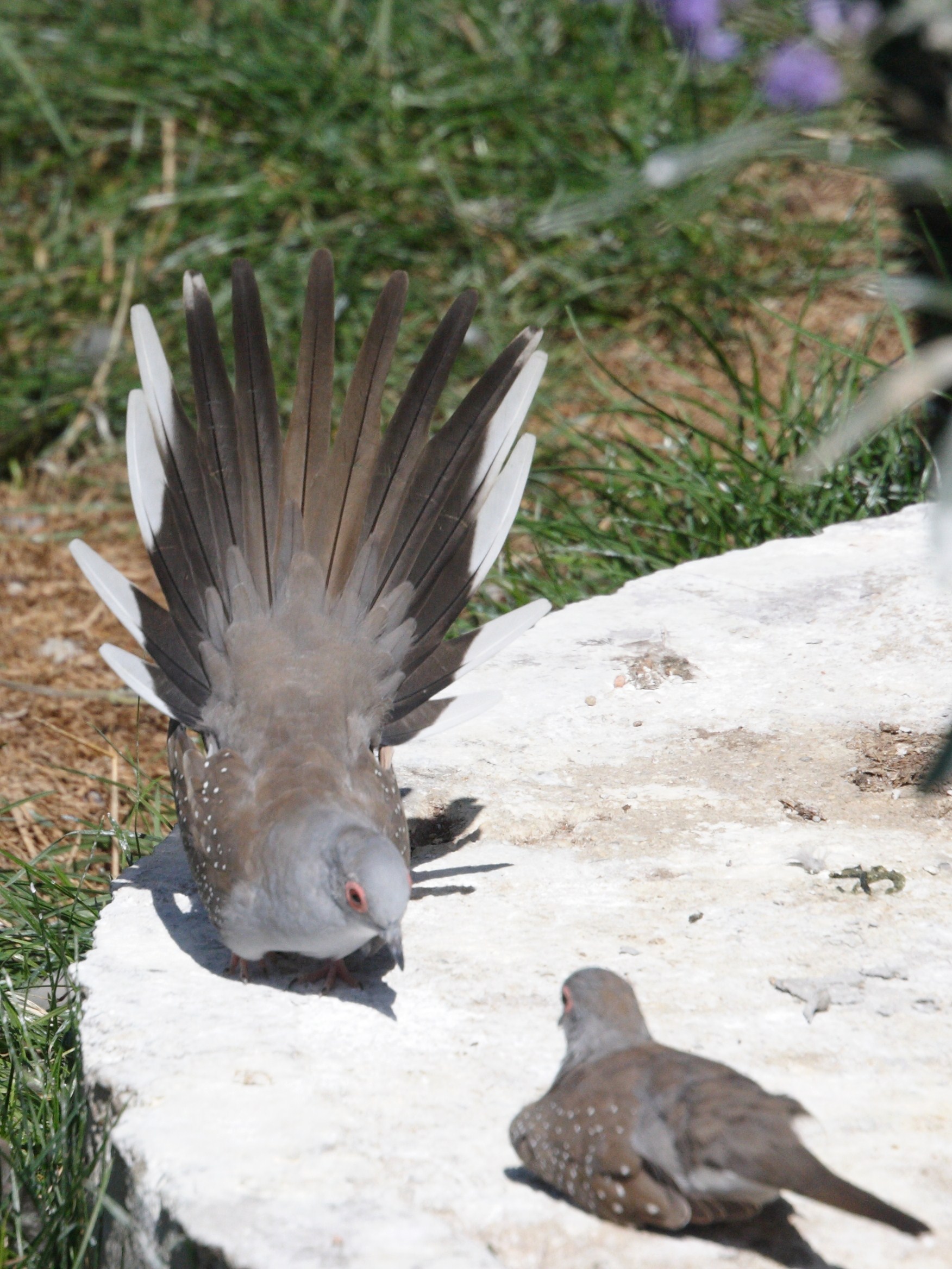 colombe_diamant_-_geopelia_cuneata3md