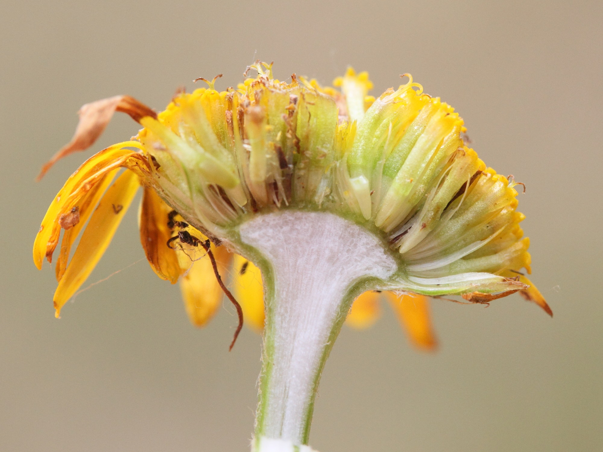 Afficher le média cota_tinctoria5md cota_tinctoria5md