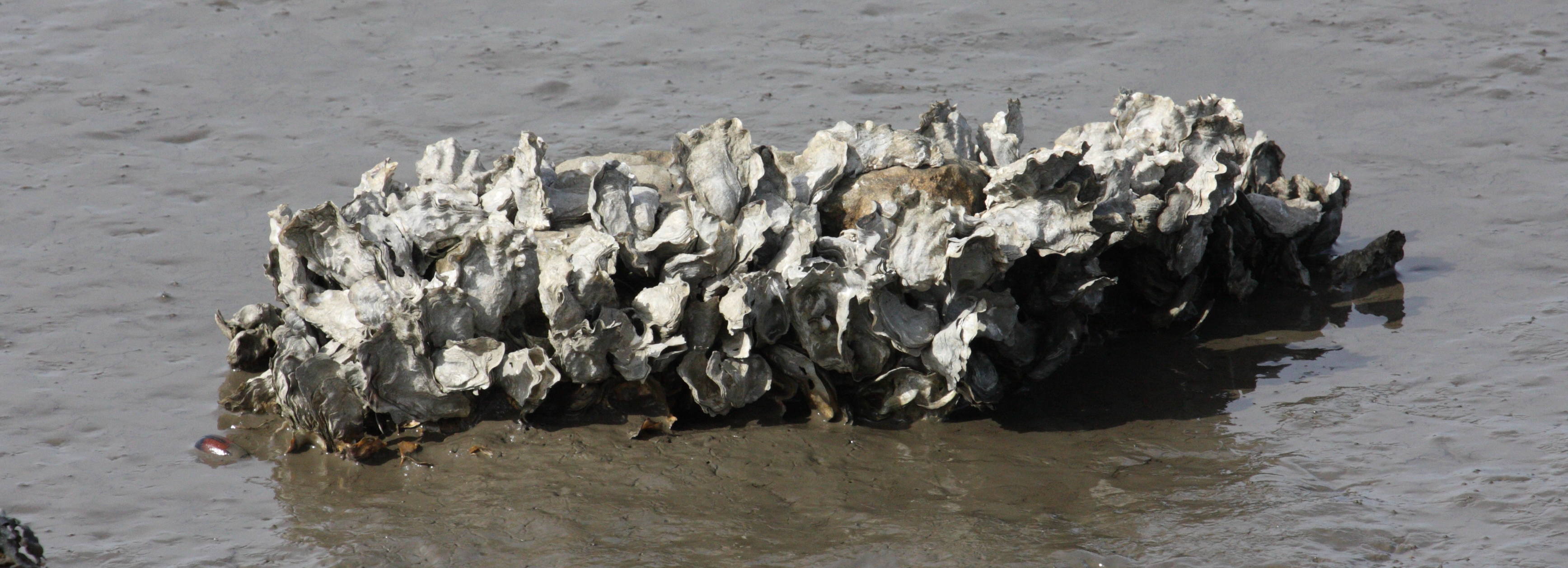 Afficher le média crassostrea_gigas4md crassostrea_gigas4md