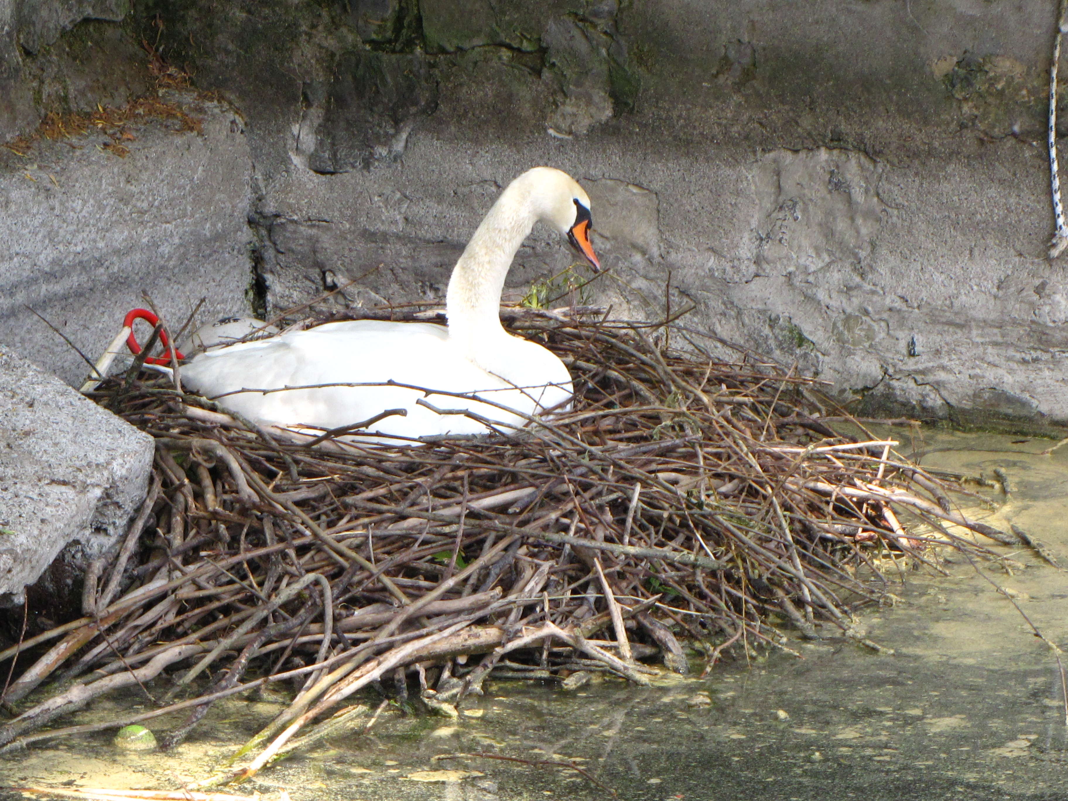 cygne_tubercule_-_cygnus_olor2fc