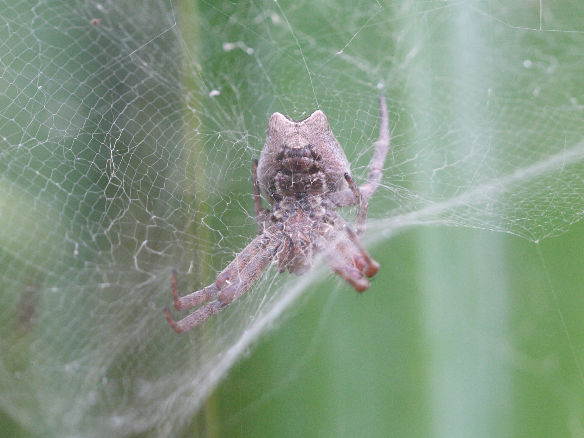 cyrtophora_citricola5md