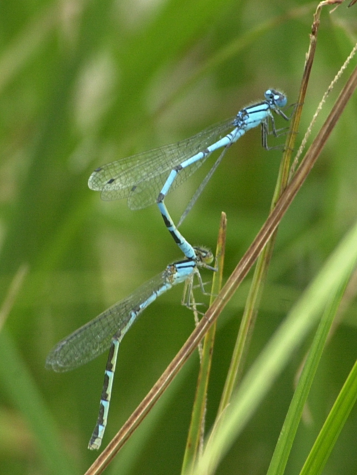 enallagma_cyathigerum2md