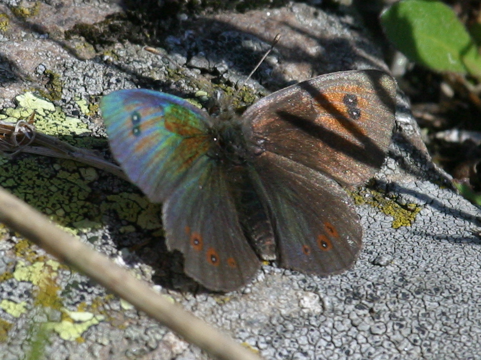 erebia_cassioides2bd