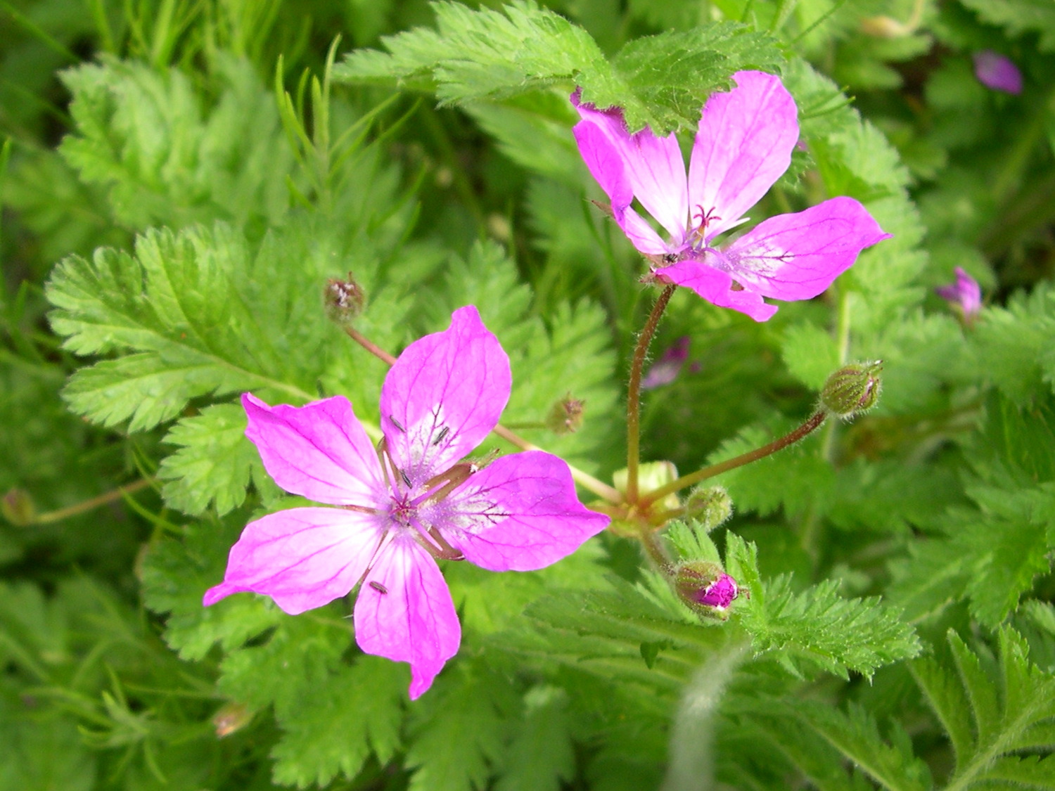 Afficher le média erodium_manescavii2amd erodium_manescavii2amd