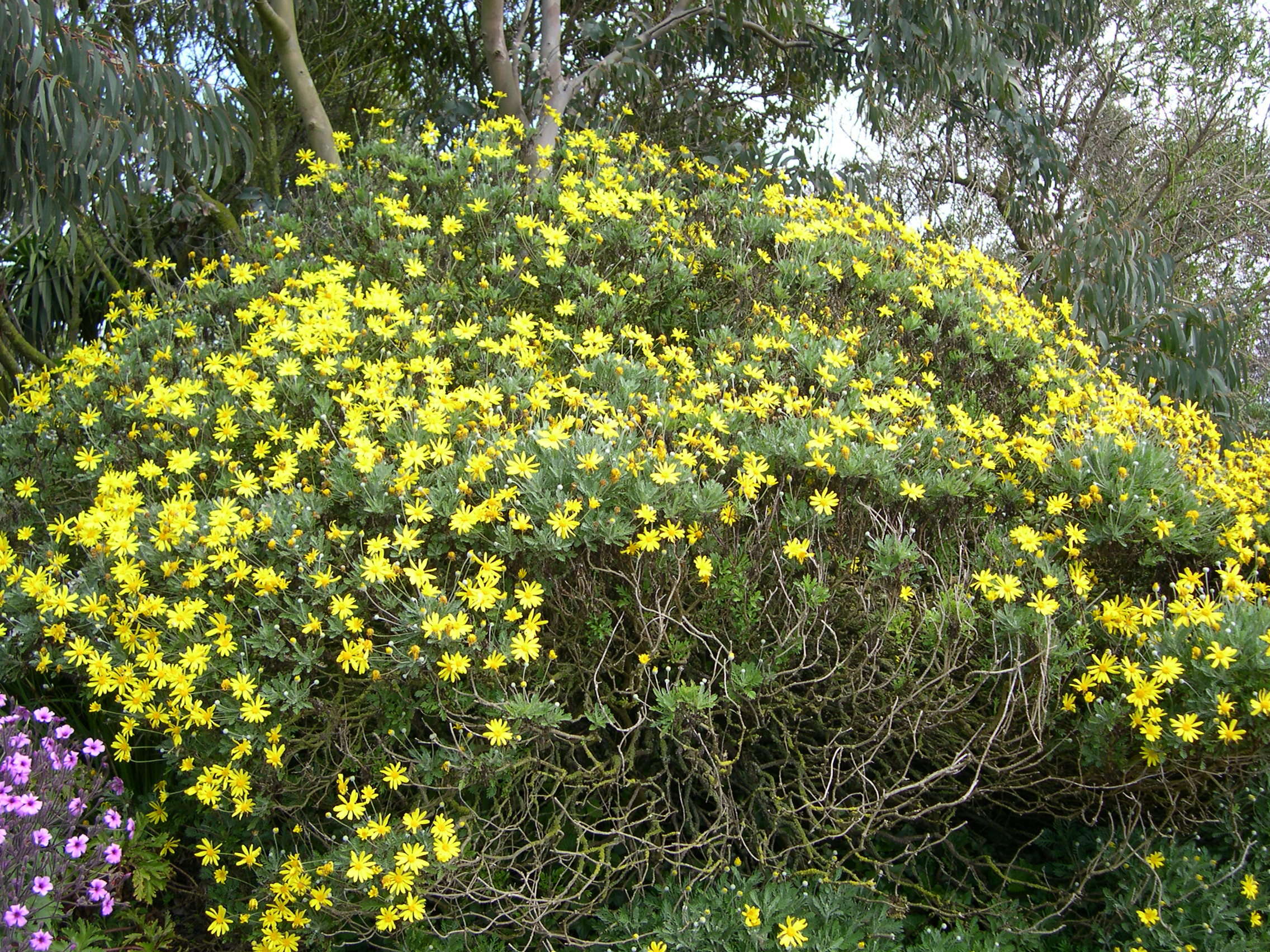 Afficher le média euryops_pectinatus1md euryops_pectinatus1md
