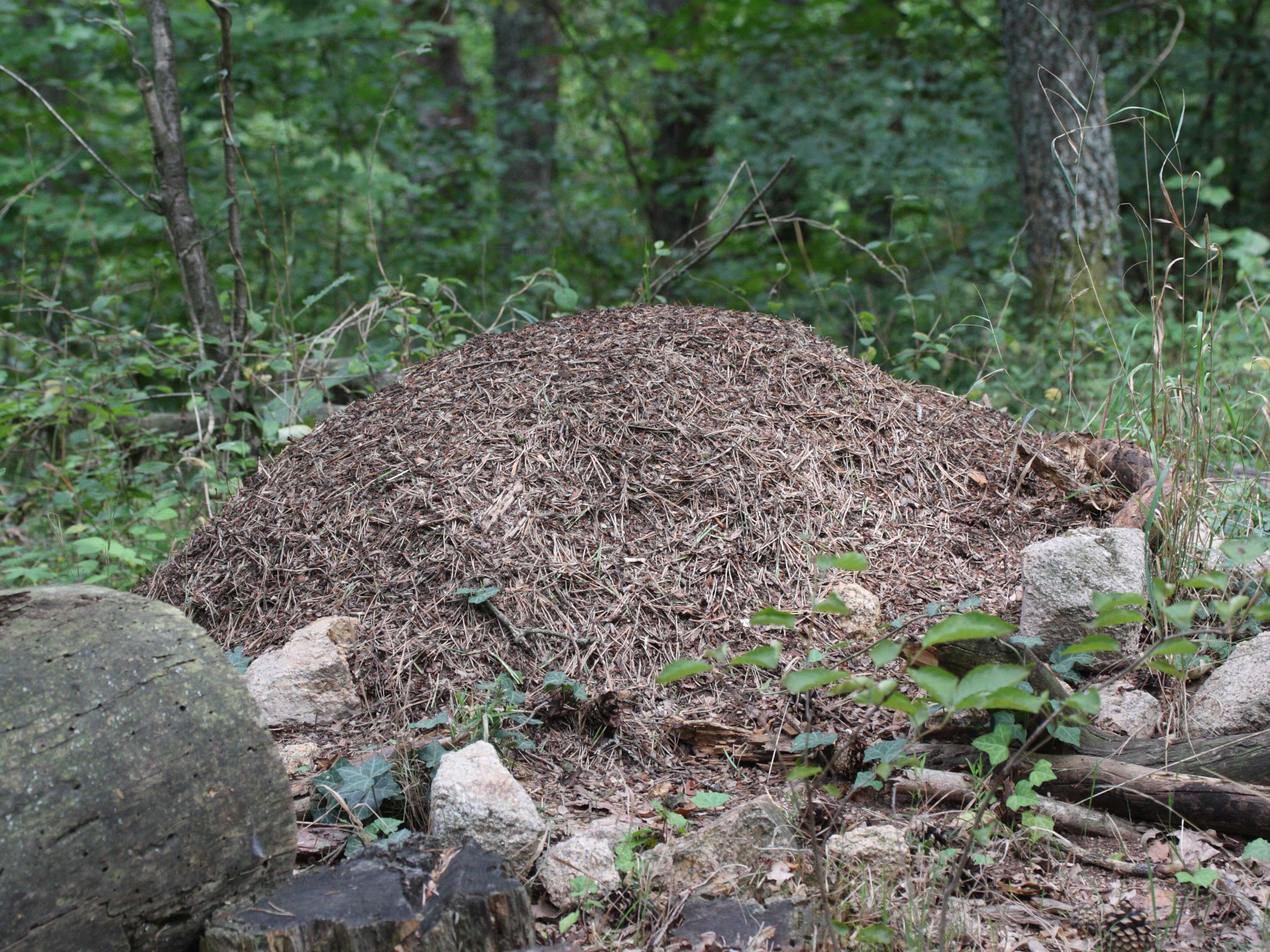 formica_polyctena_nid2md