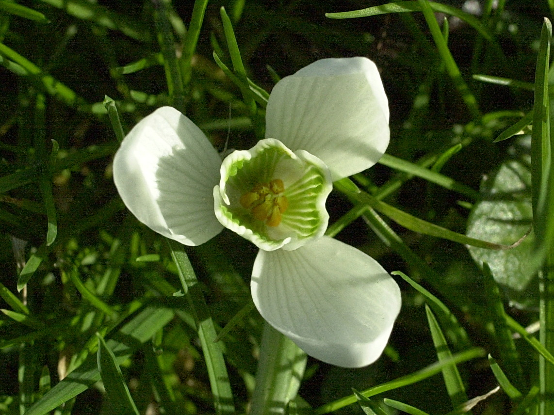 galanthus_nivalis4md