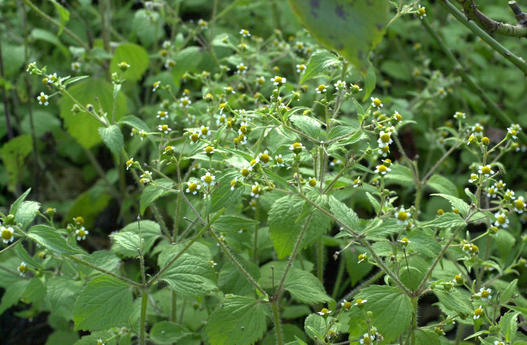 galinsoga_ciliata1md