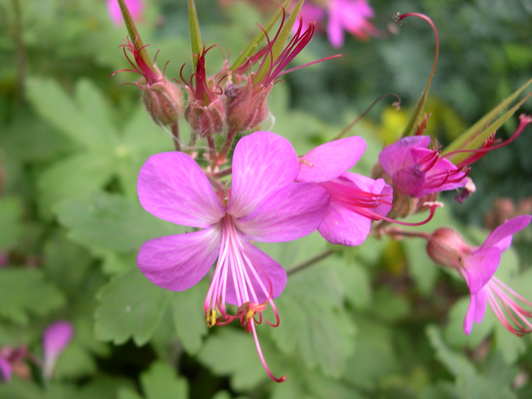 geranium_macrorrhizum2md