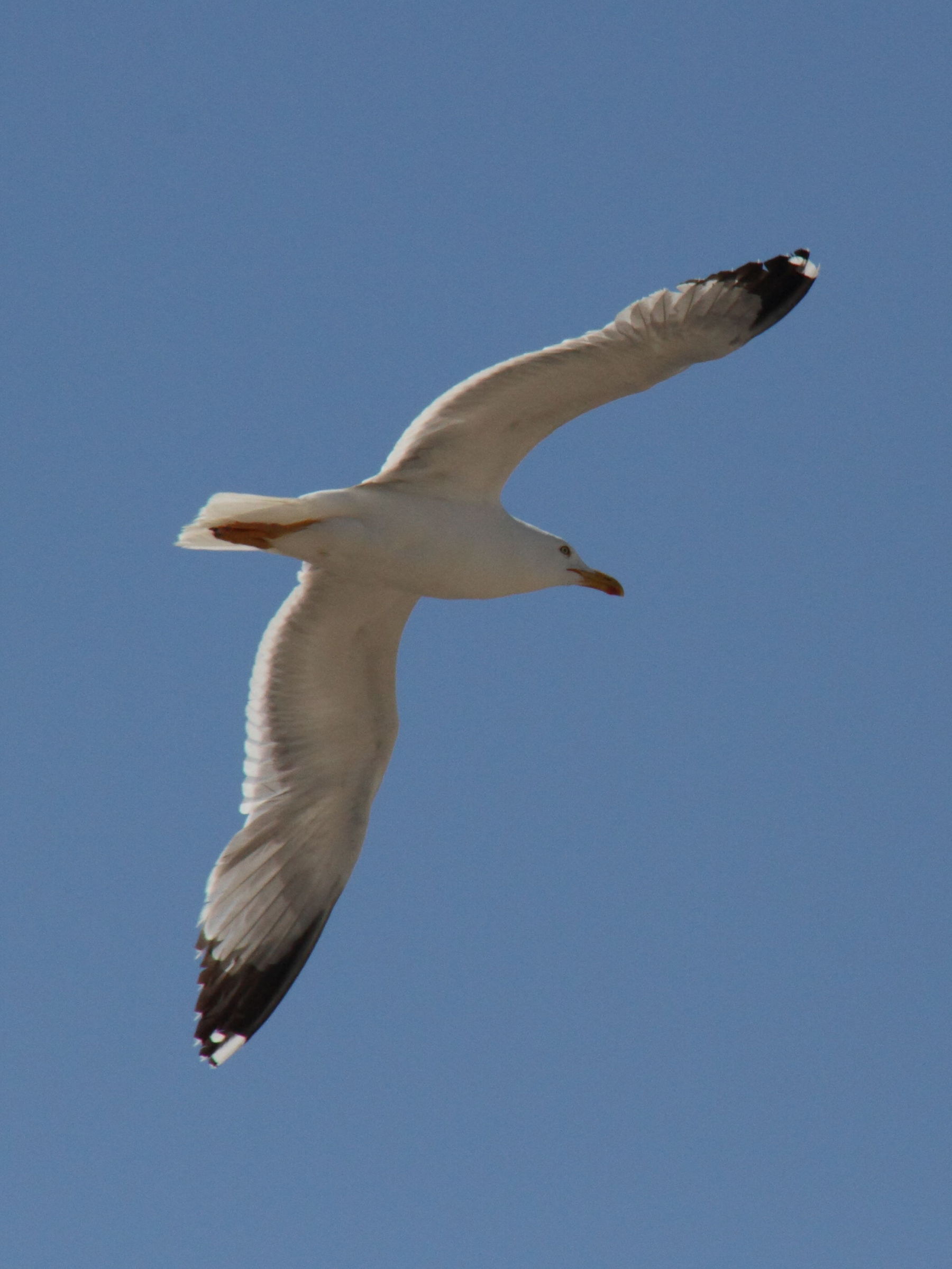 goeland_leucophee_-_larus_michahellis6bd