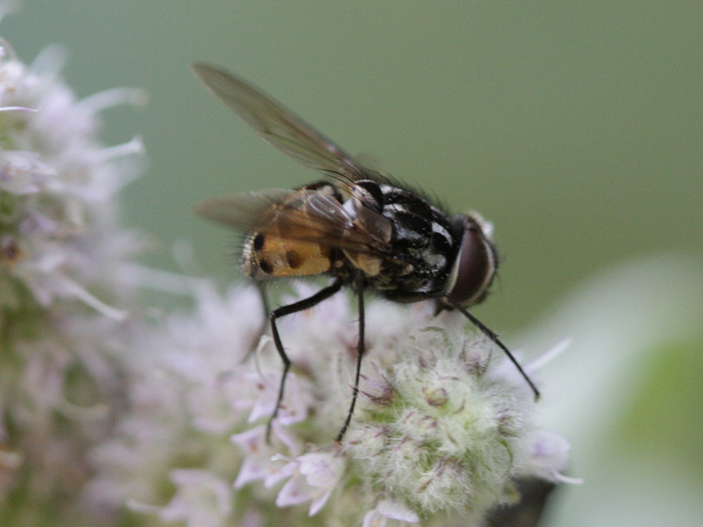 graphomya_maculata1bd