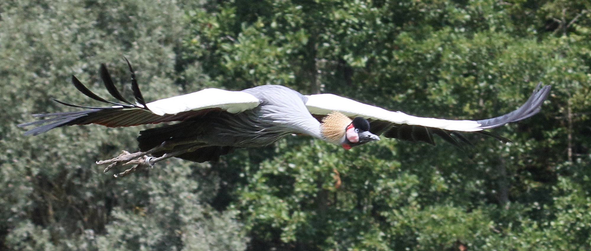 grue_royale_-_balearica_regulorum6bd