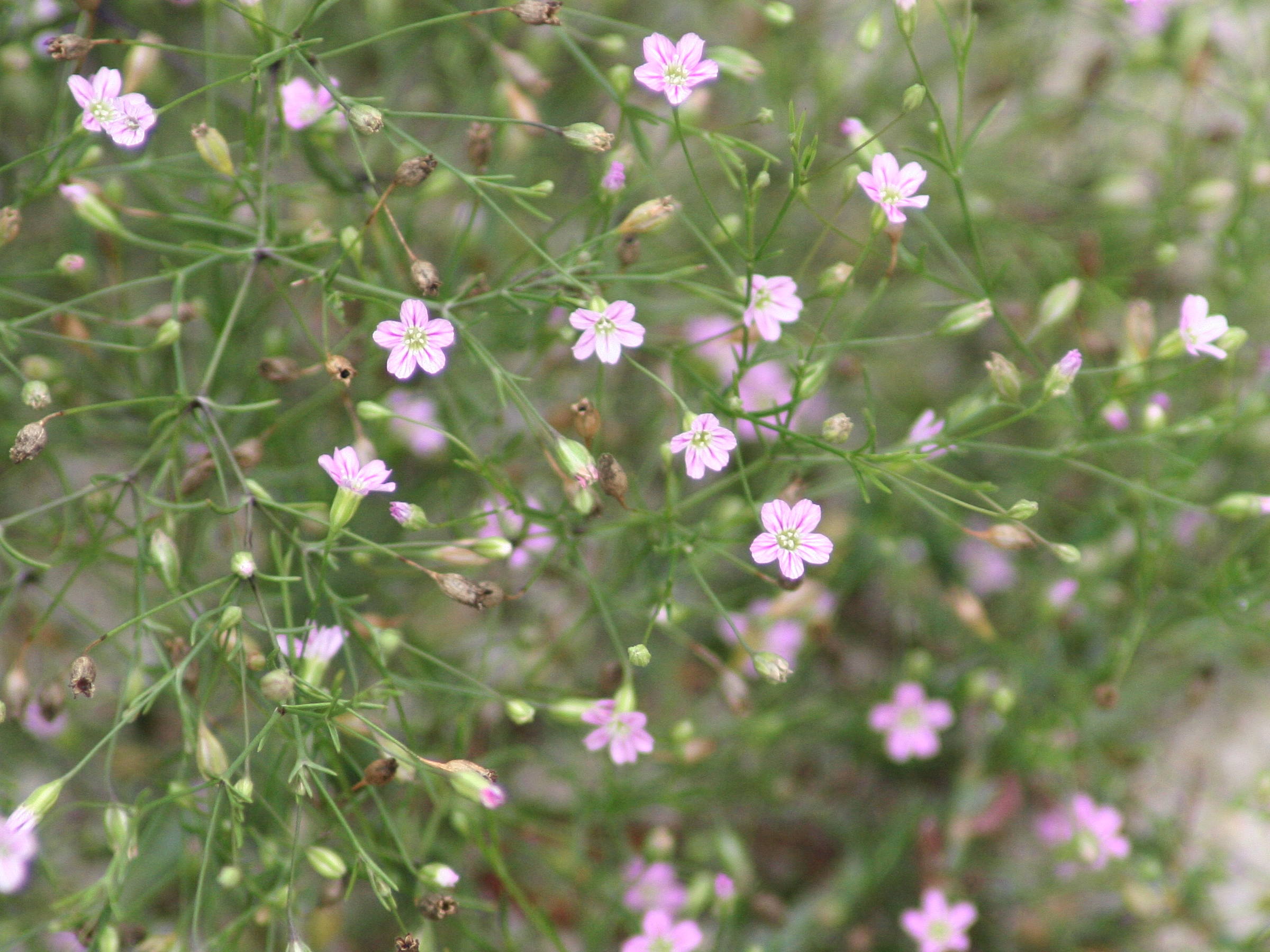 gypsophila_muralis2md