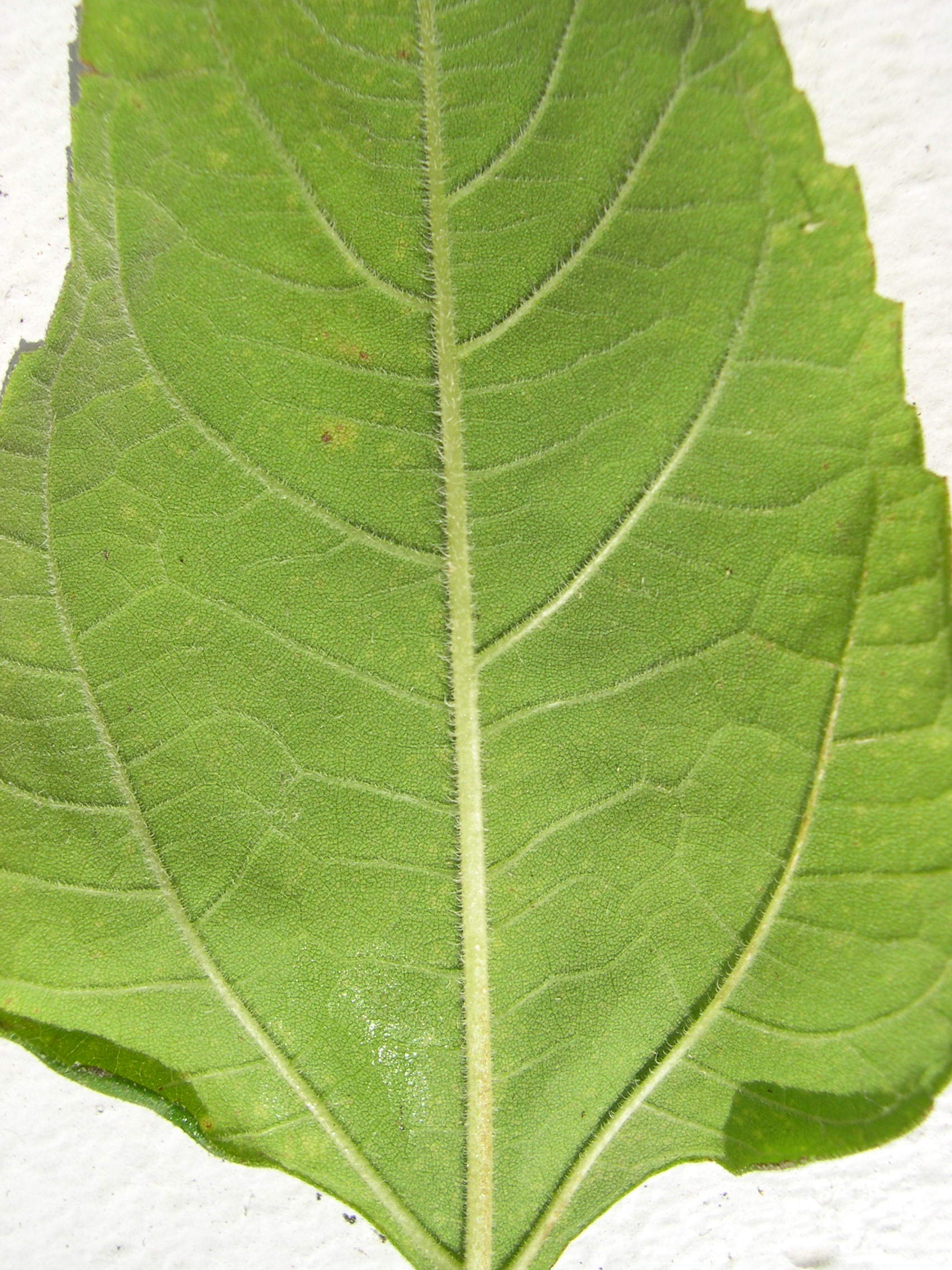 Afficher le média helianthus_tuberosus4md helianthus_tuberosus4md