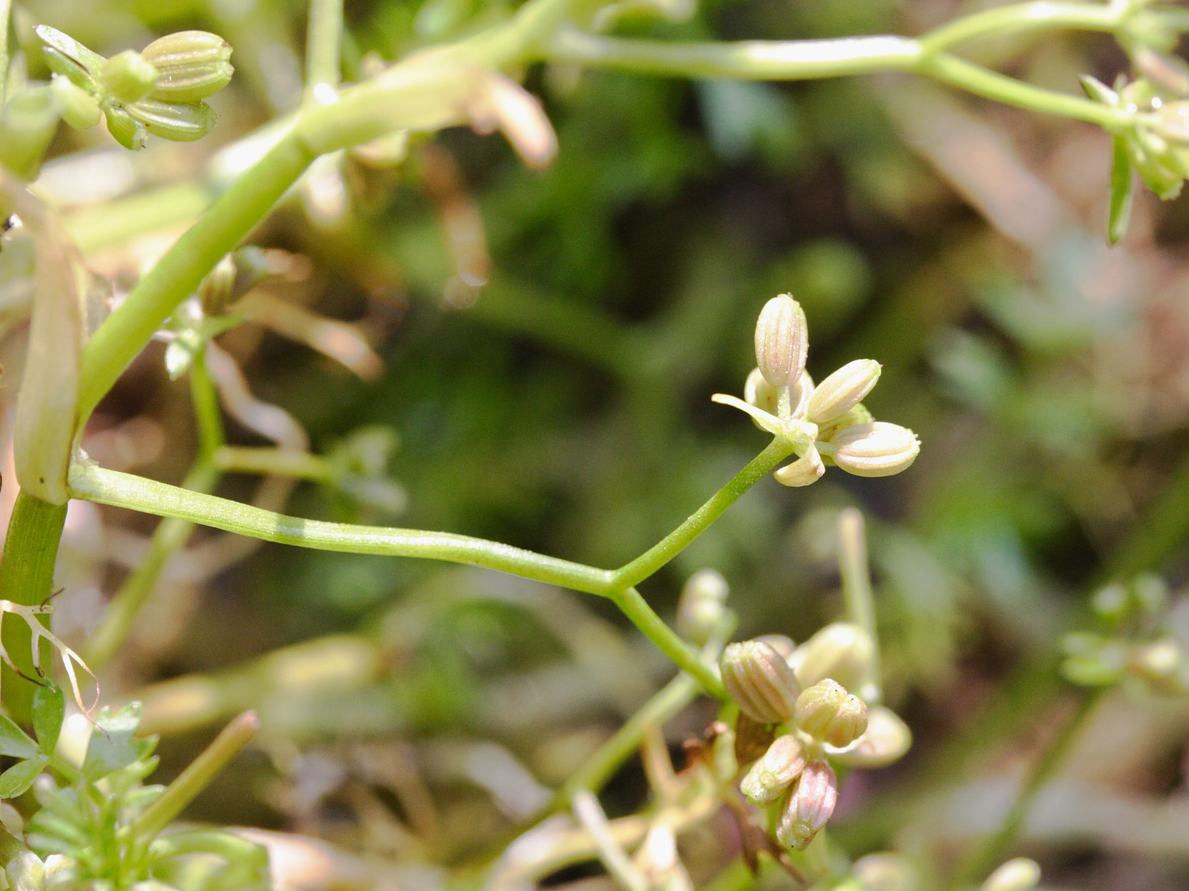 helosciadium_inundatum2md