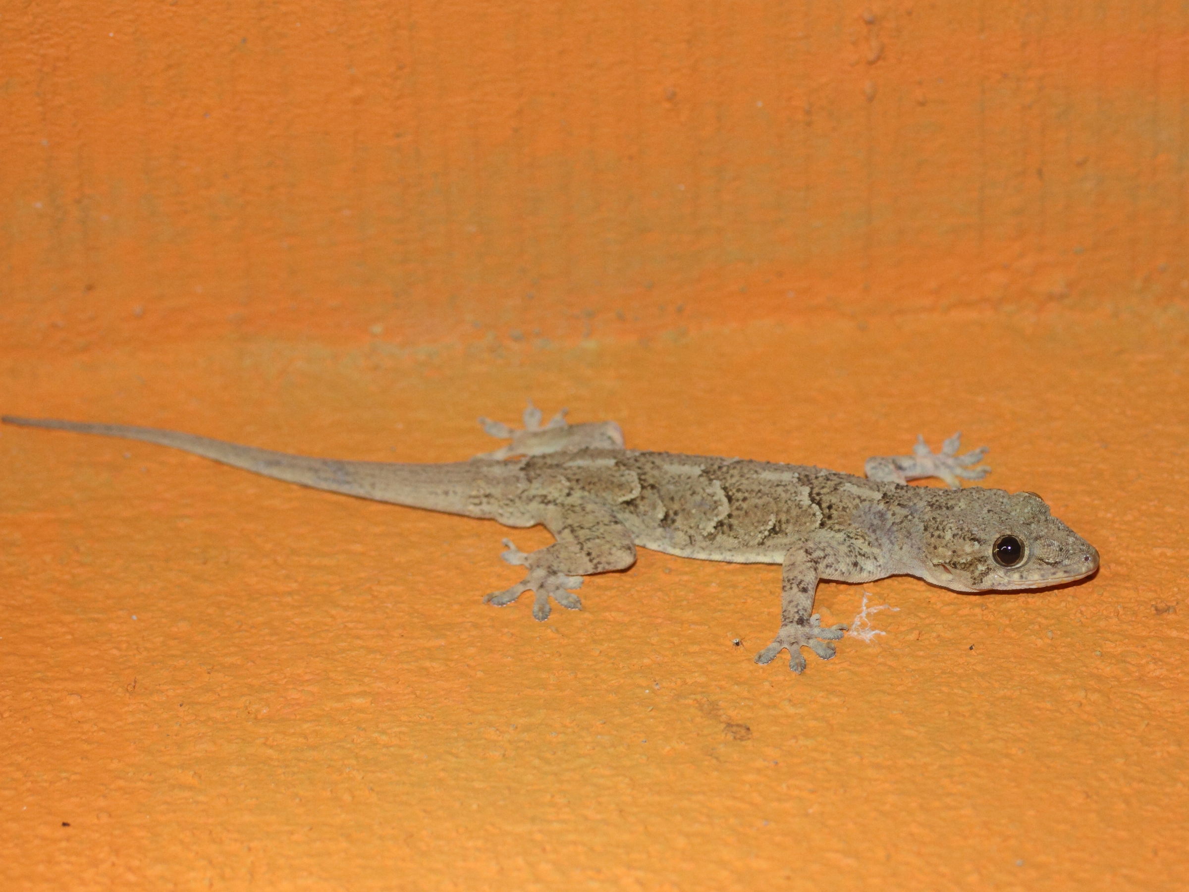 hemidactylus_mabouia4md