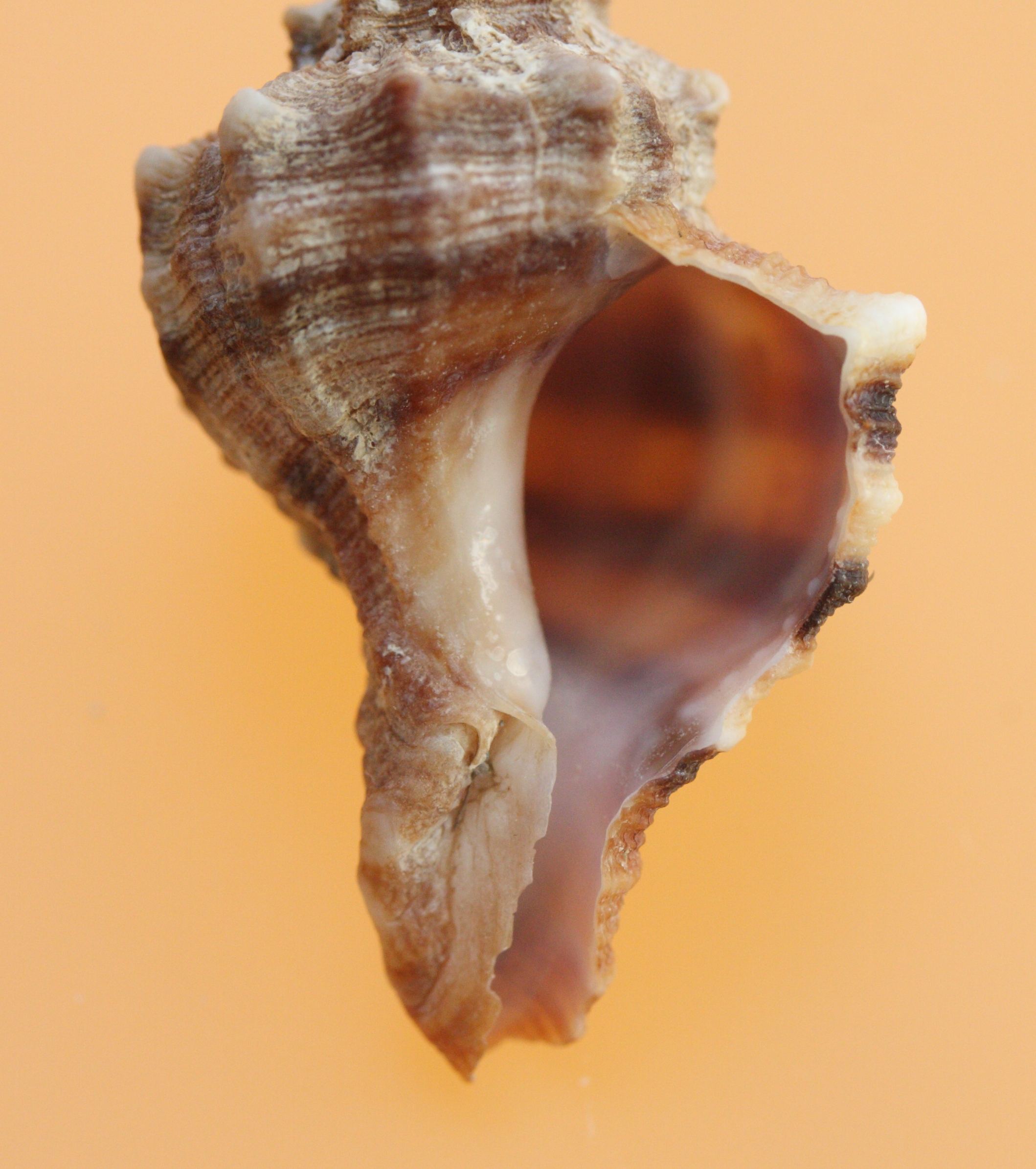 hexaplex_trunculus3md