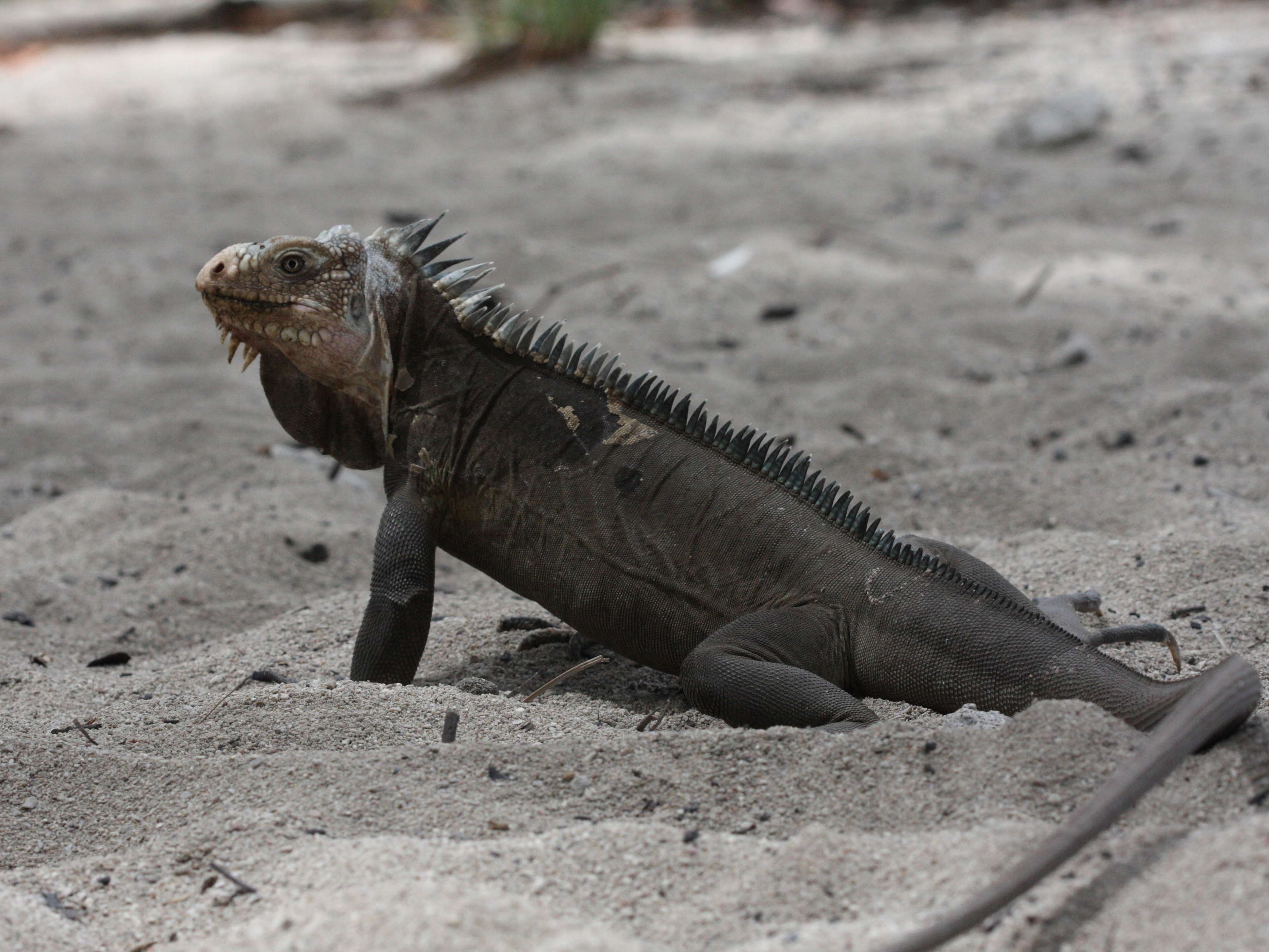 iguana_delicatissima4md