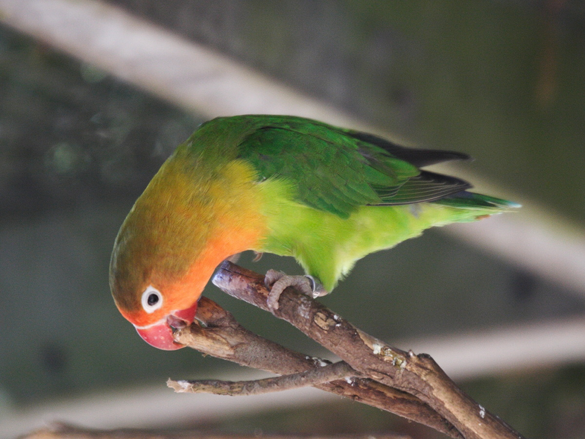 inseparable_de_fischer_-_agapornis_fischeri2md