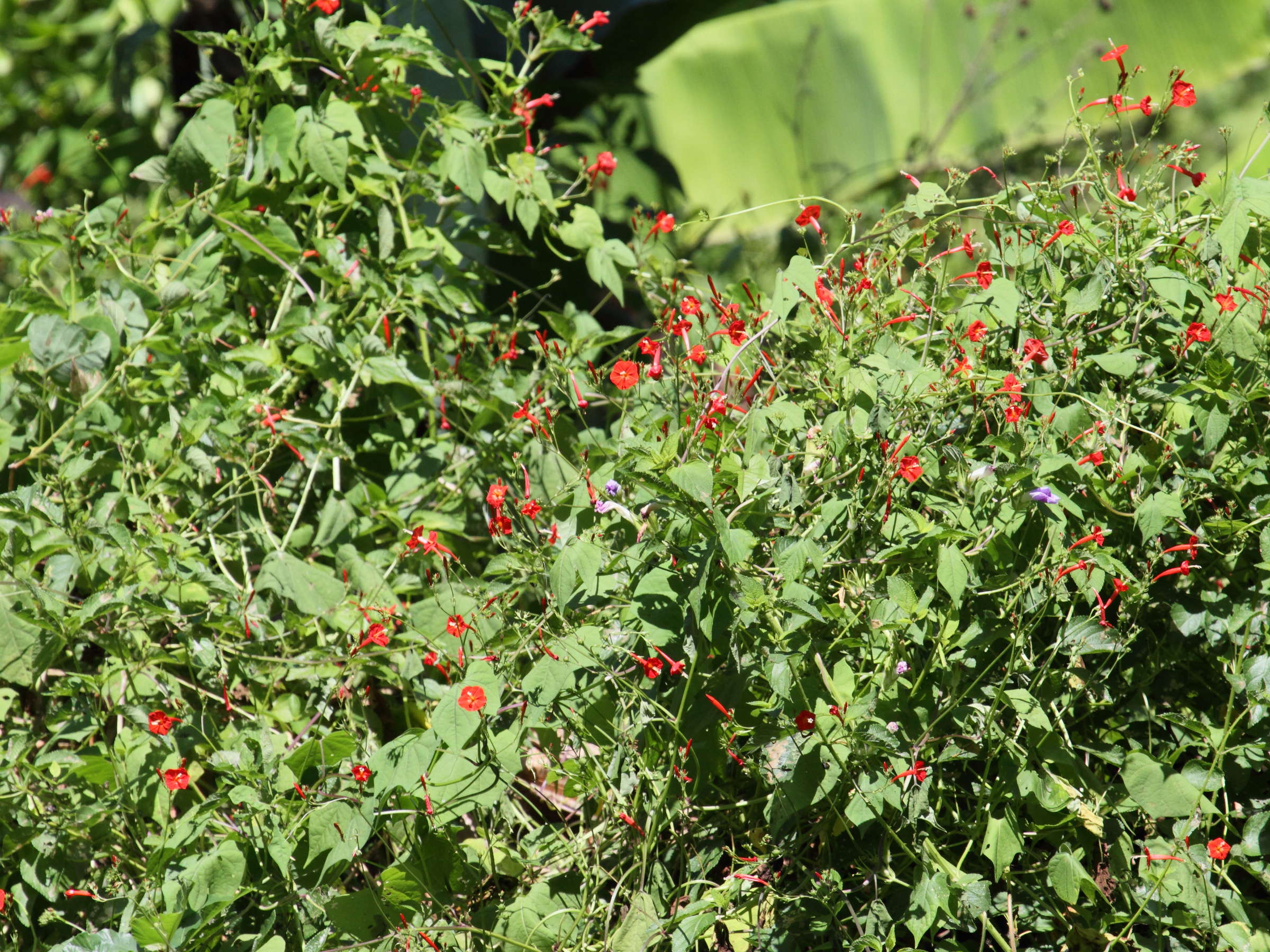 Afficher le média ipomoea_hederifolia1bd ipomoea_hederifolia1bd