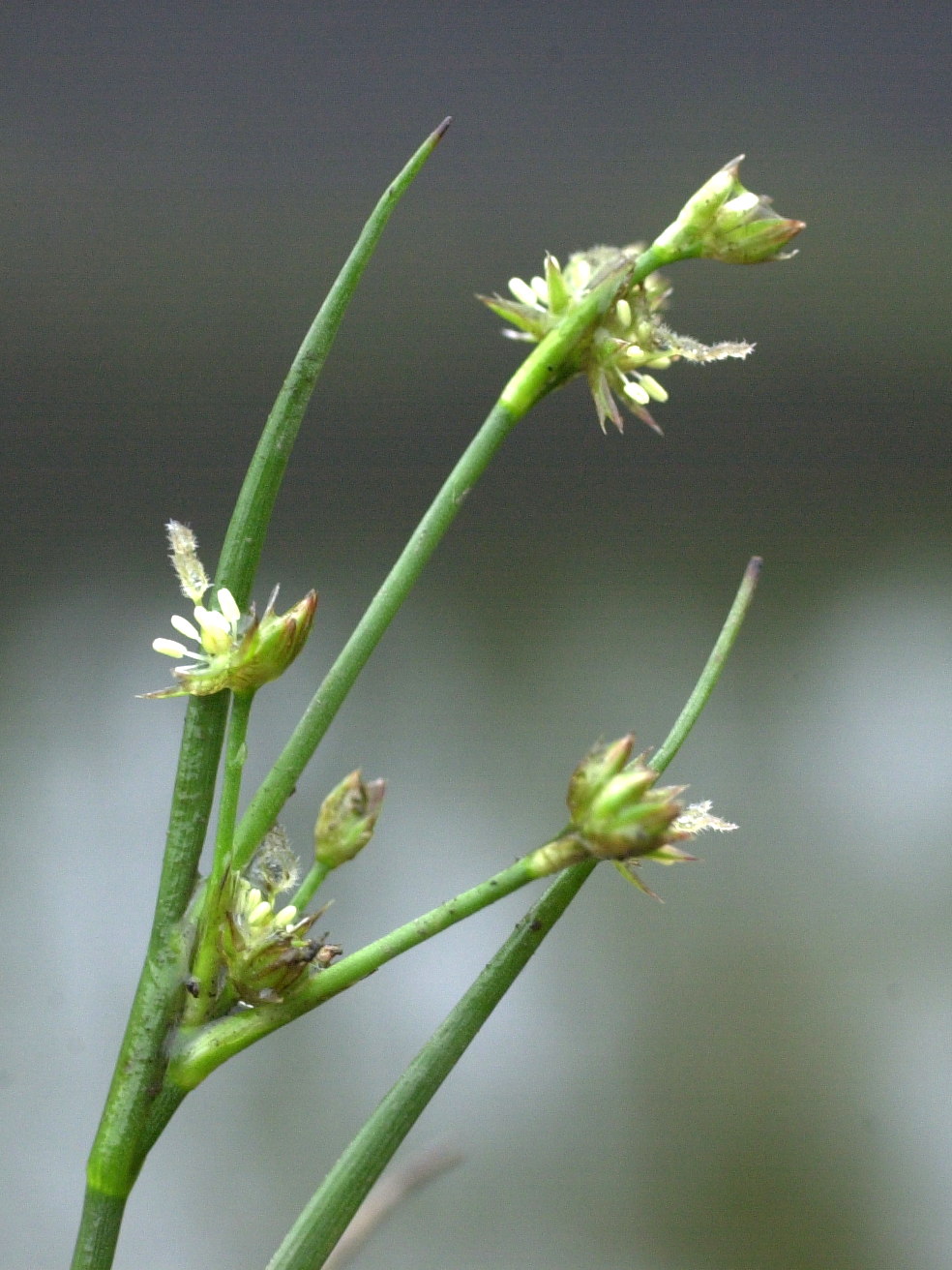 juncus_bulbosus2md