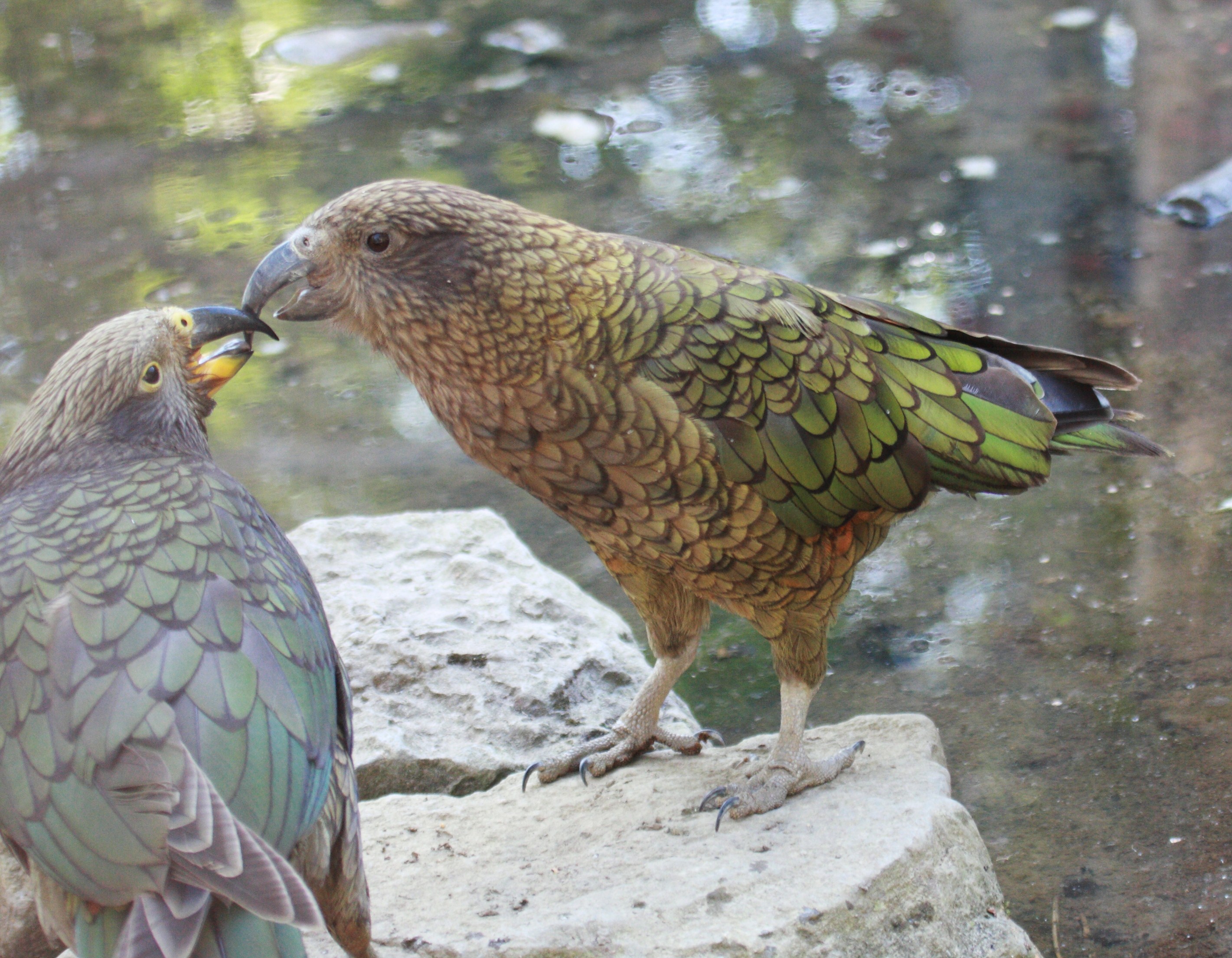 kea_-_nestor_notabilis2bd
