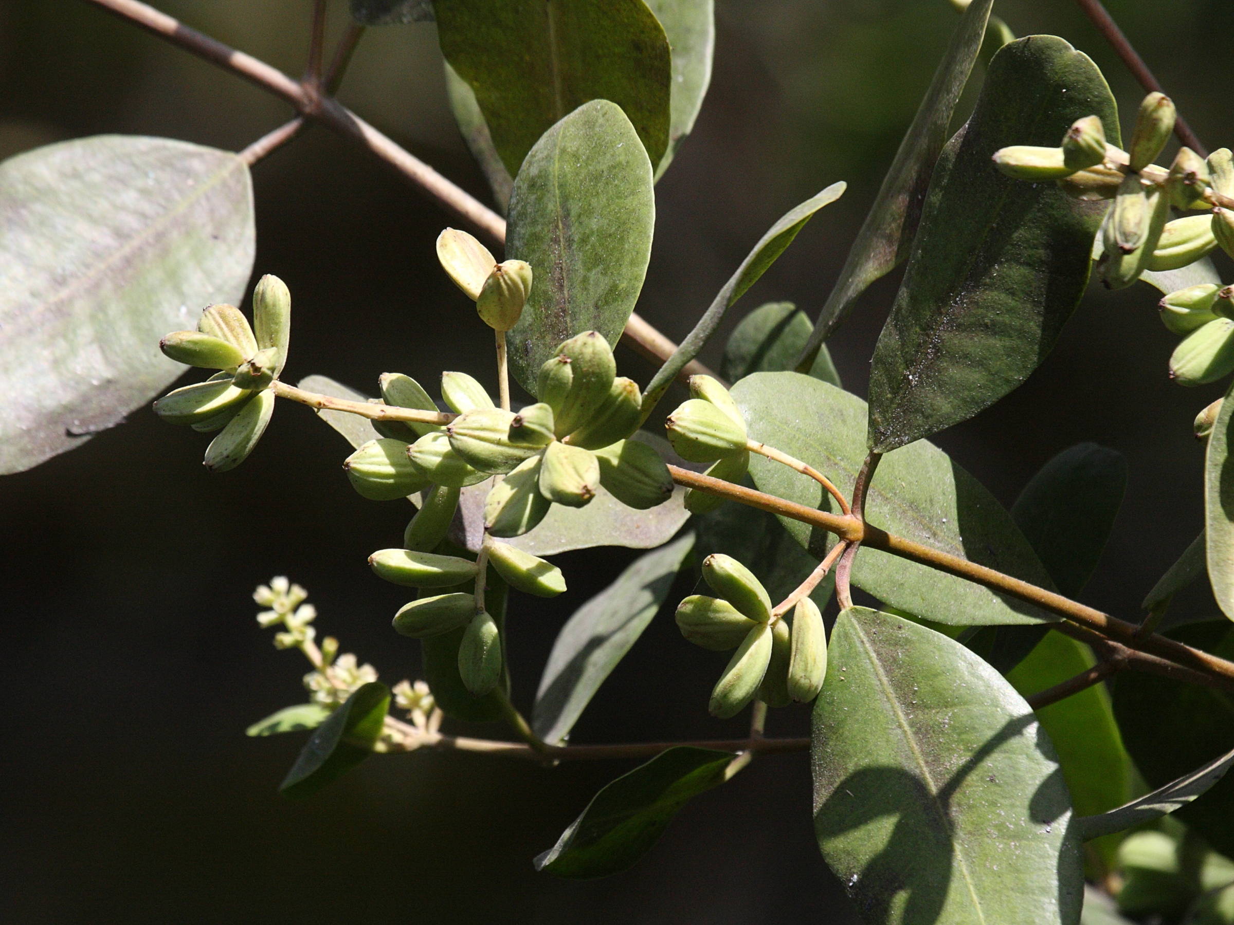 laguncularia_racemosa4bbd