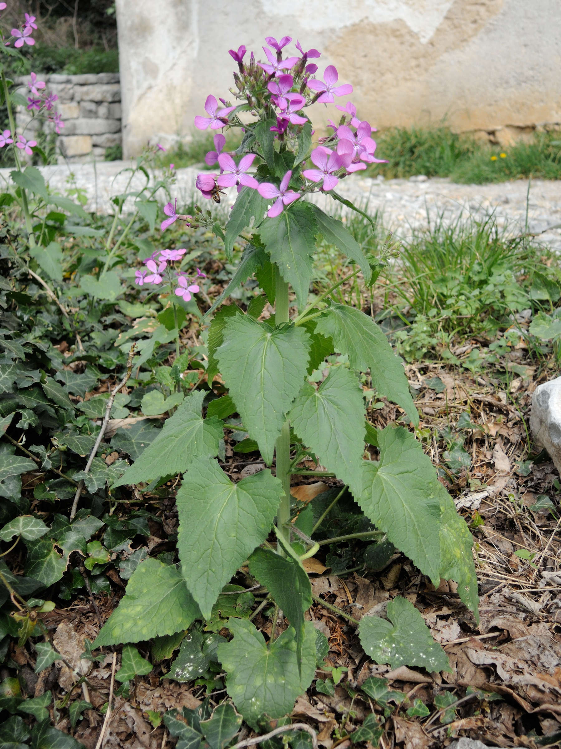 lunaria_annua5md
