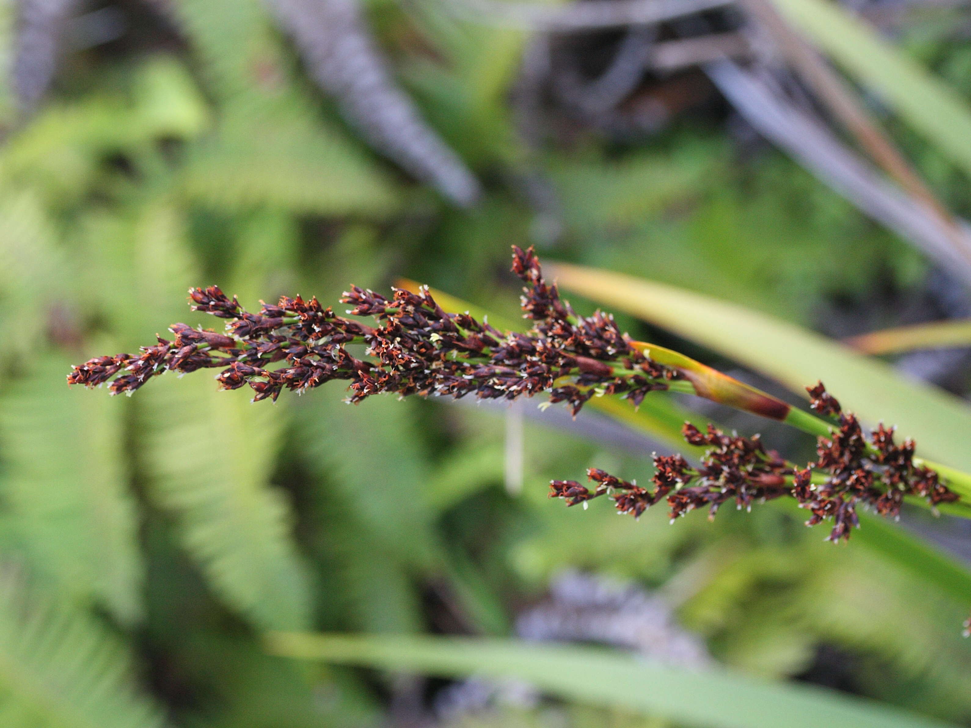 machaerina_restioides2md